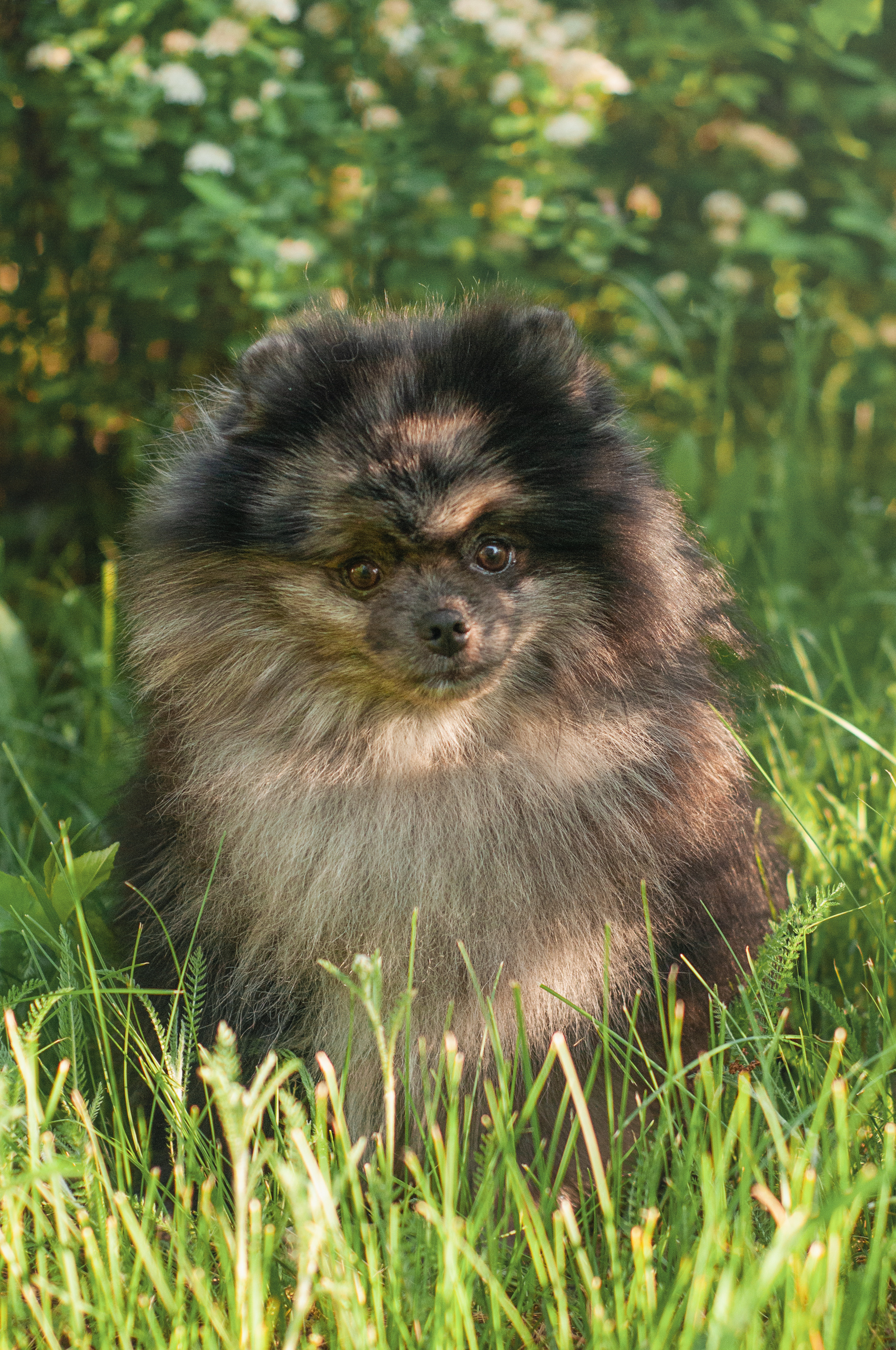 Фотограф маленьких собак в Нижнем Новгороде