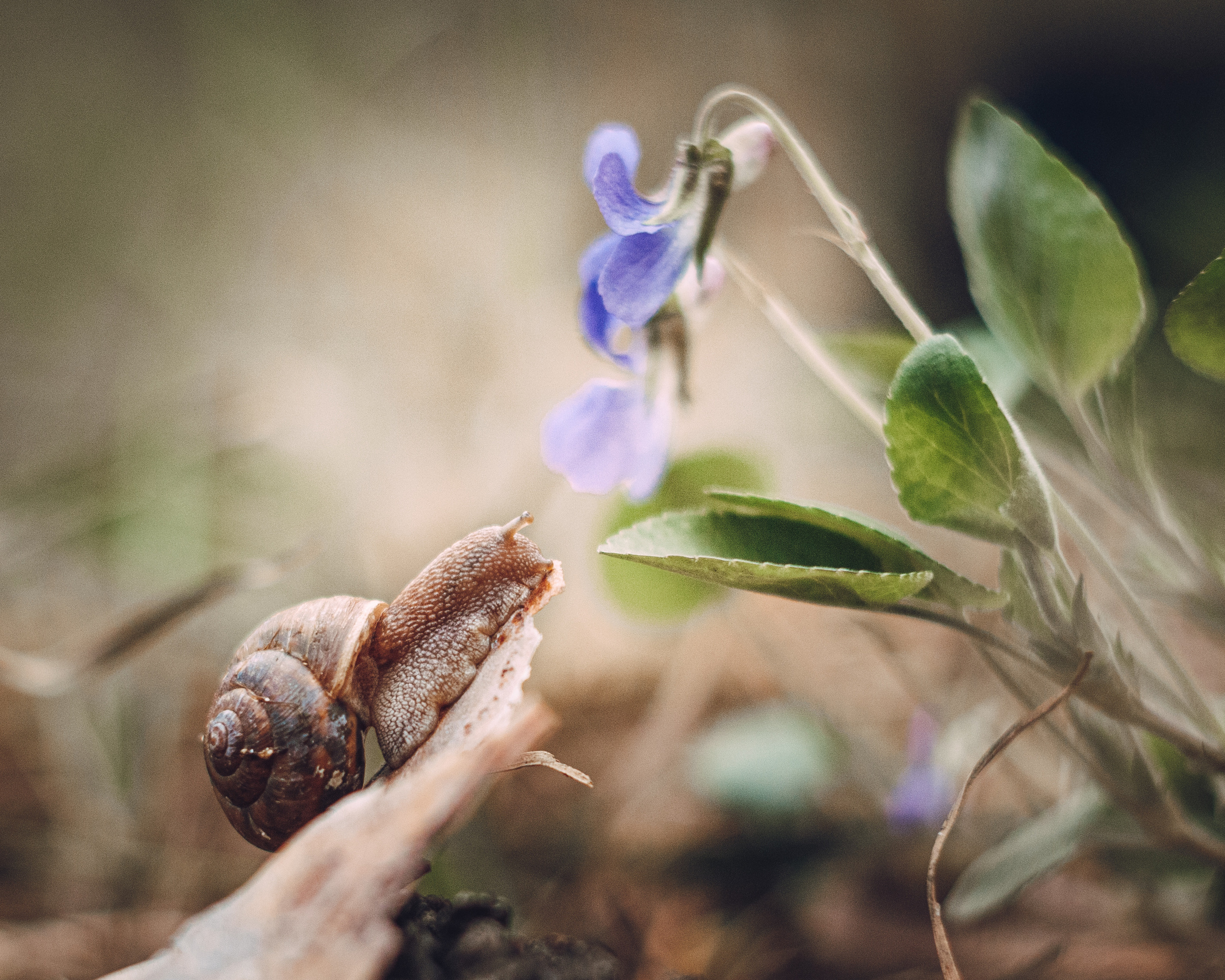 Художественное макро. Мотофотограф в Нижнем Новгороде Динара Зуйкова