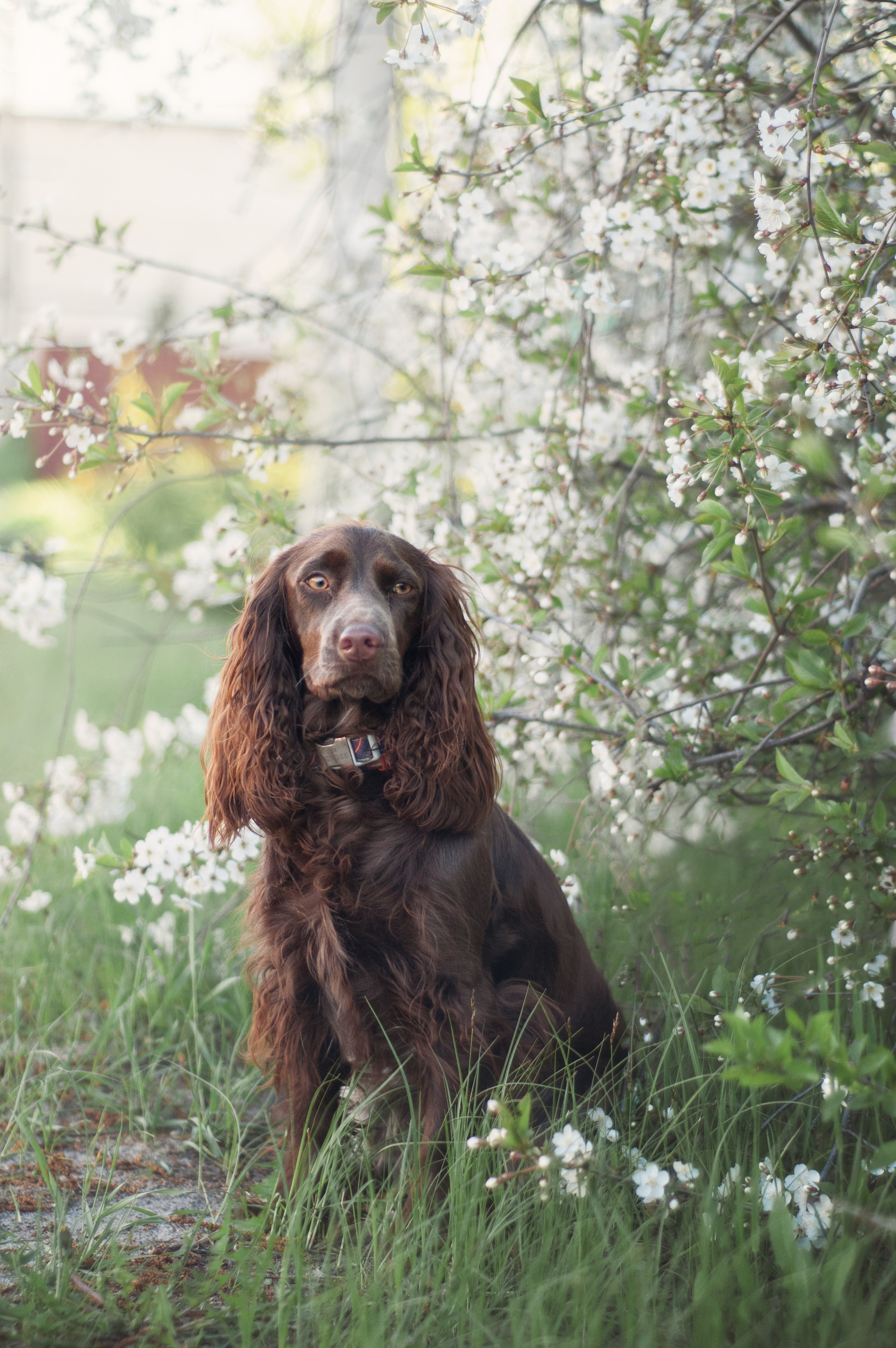 Собаки. Мотофотограф в Нижнем Новгороде Динара Зуйкова