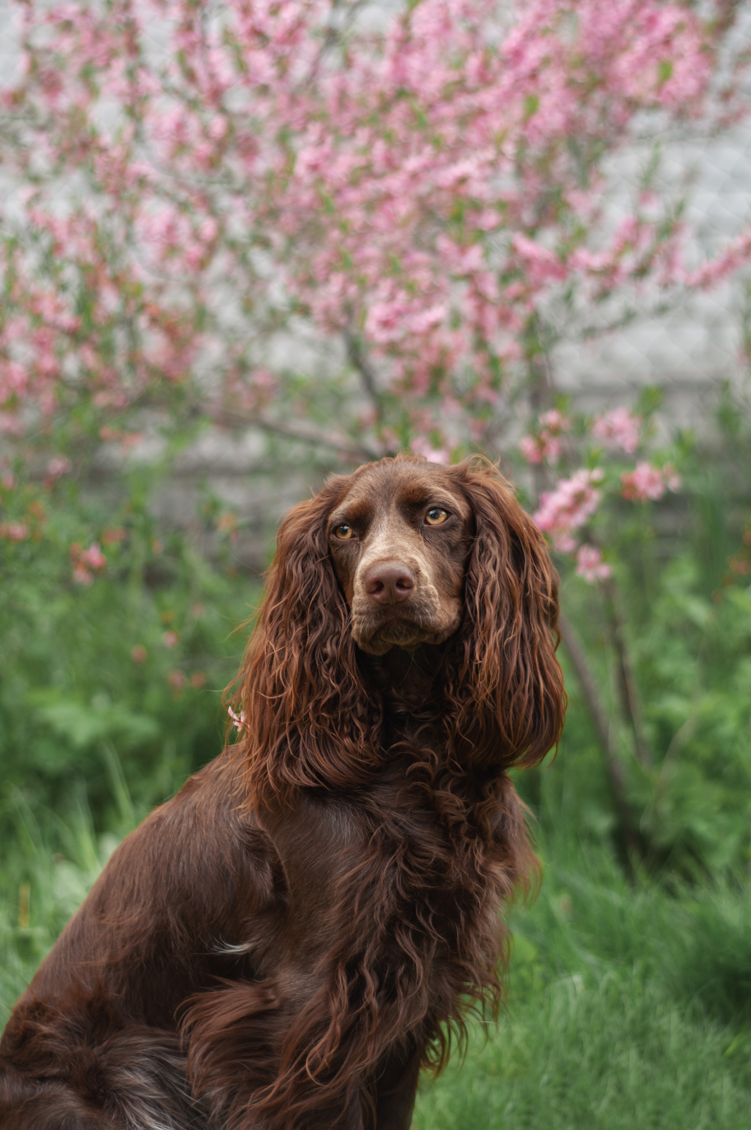Собаки. Мотофотограф в Нижнем Новгороде Динара Зуйкова