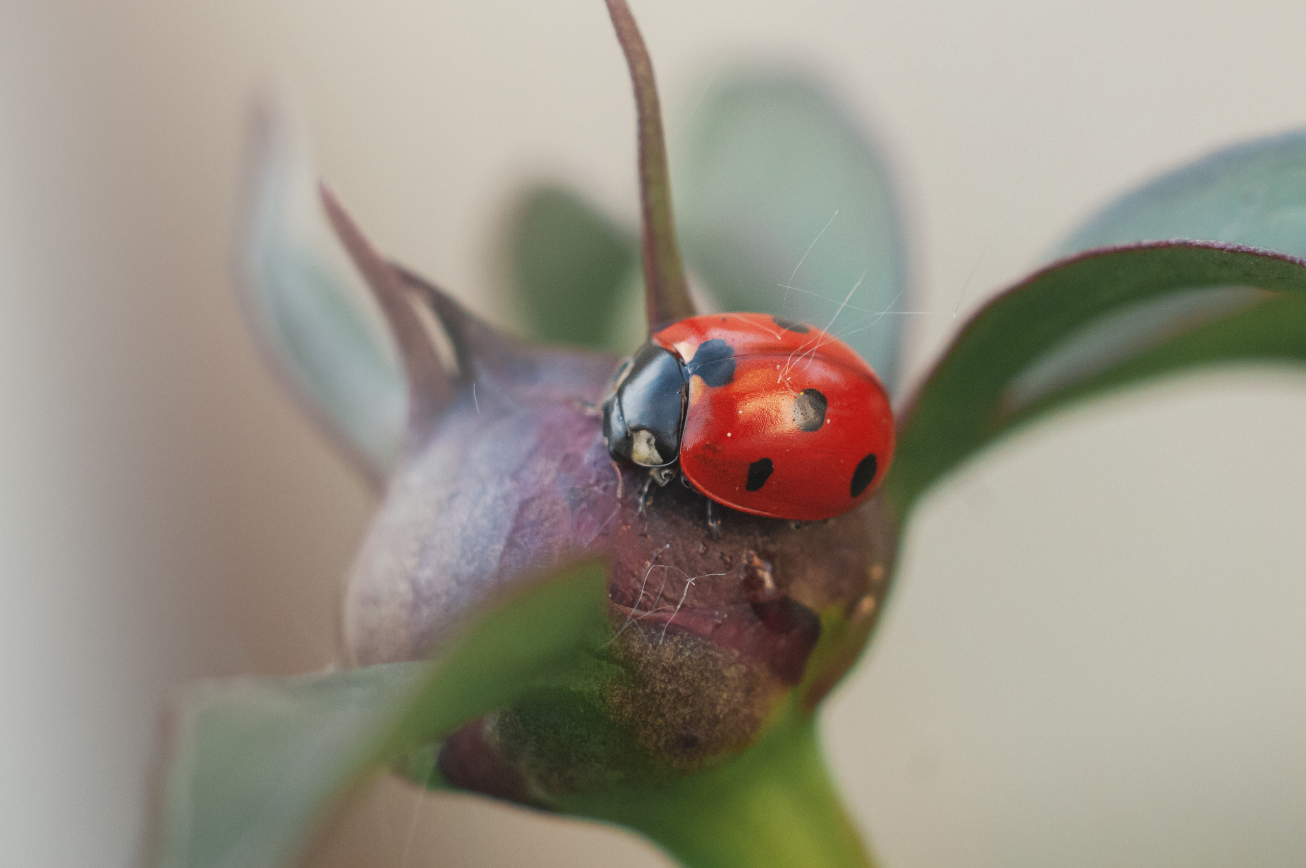 Художественное макро. Мотофотограф в Нижнем Новгороде Динара Зуйкова