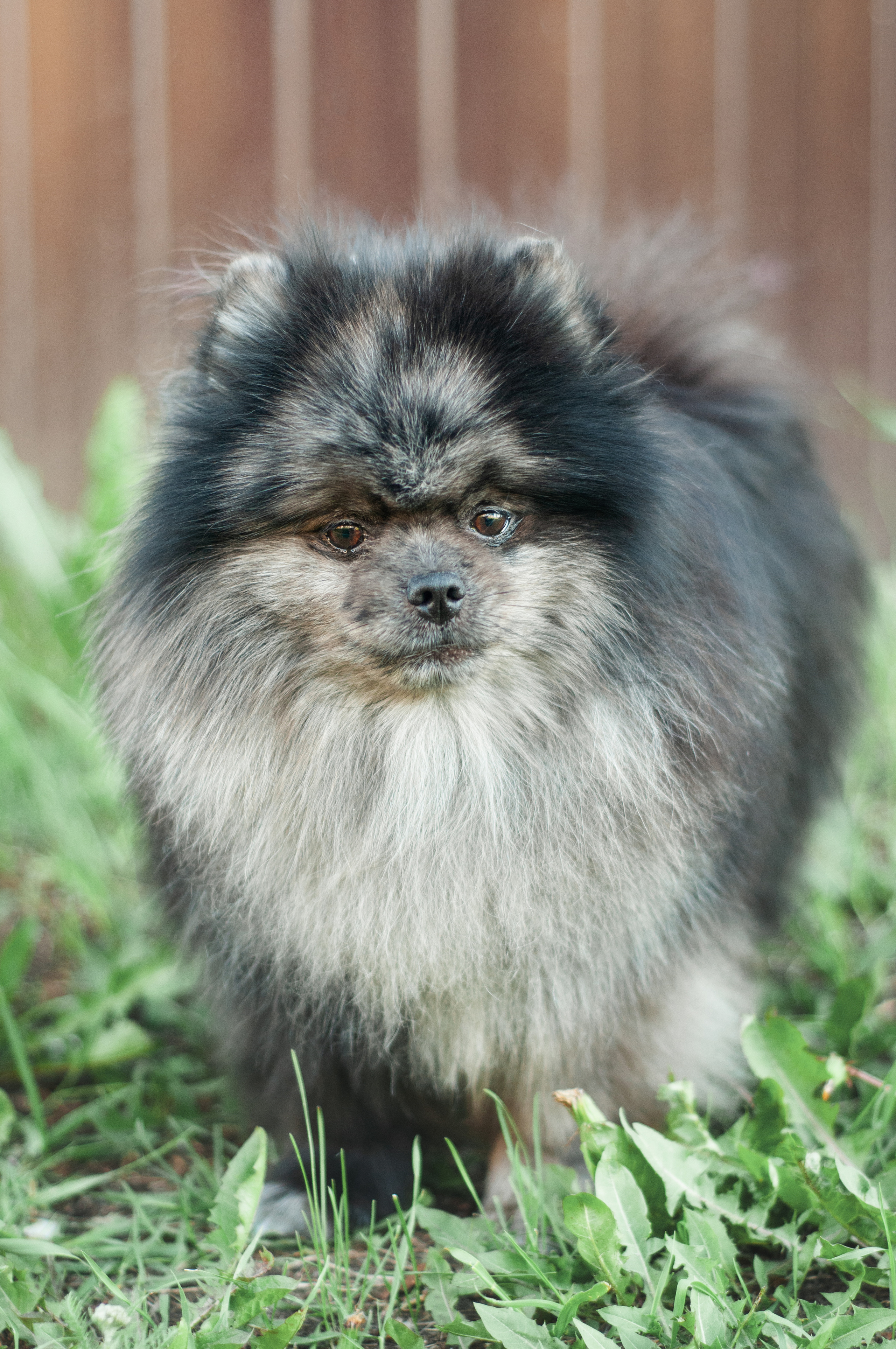 Собаки. Мотофотограф в Нижнем Новгороде Динара Зуйкова