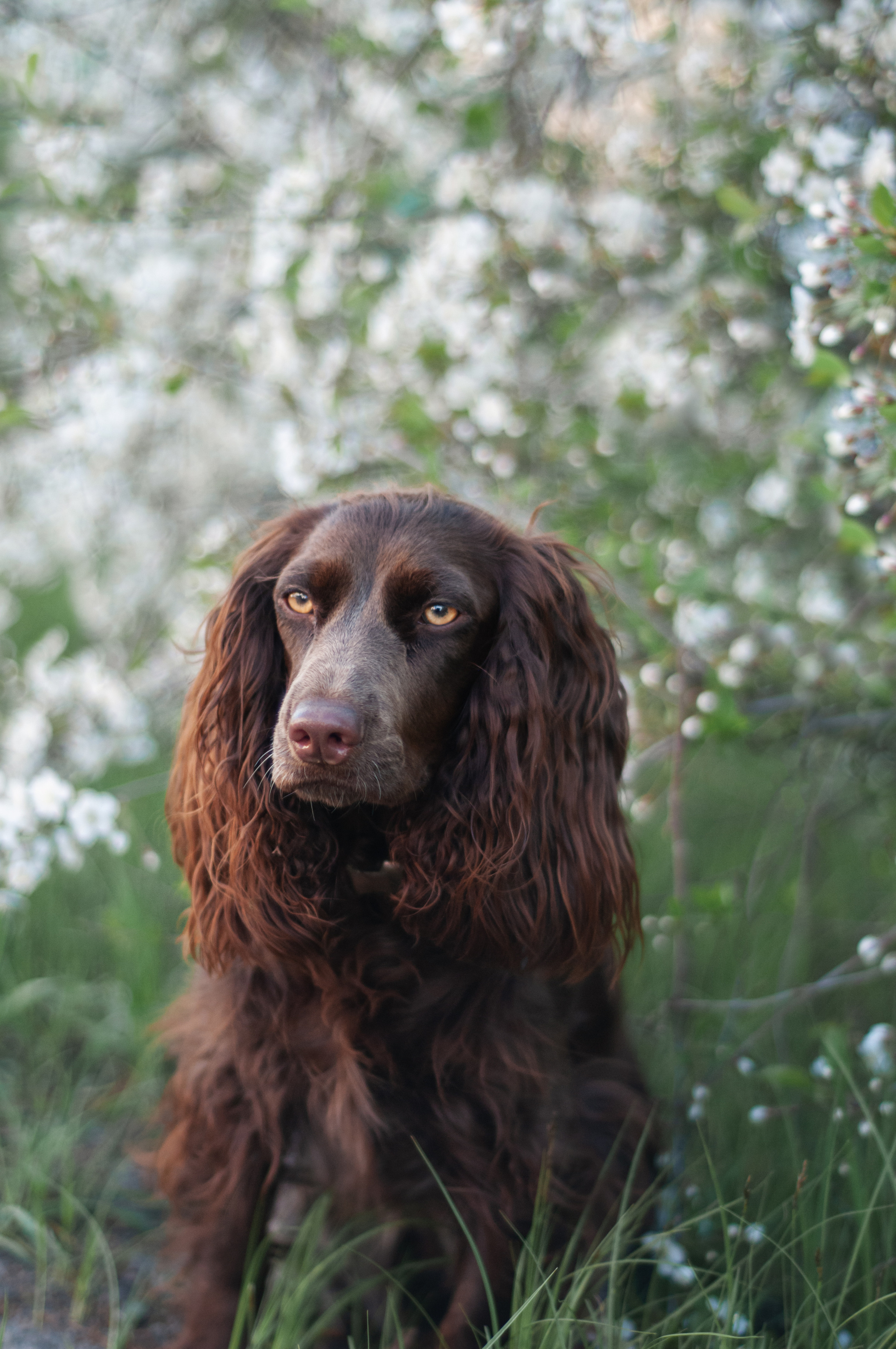 Собаки. Мотофотограф в Нижнем Новгороде Динара Зуйкова