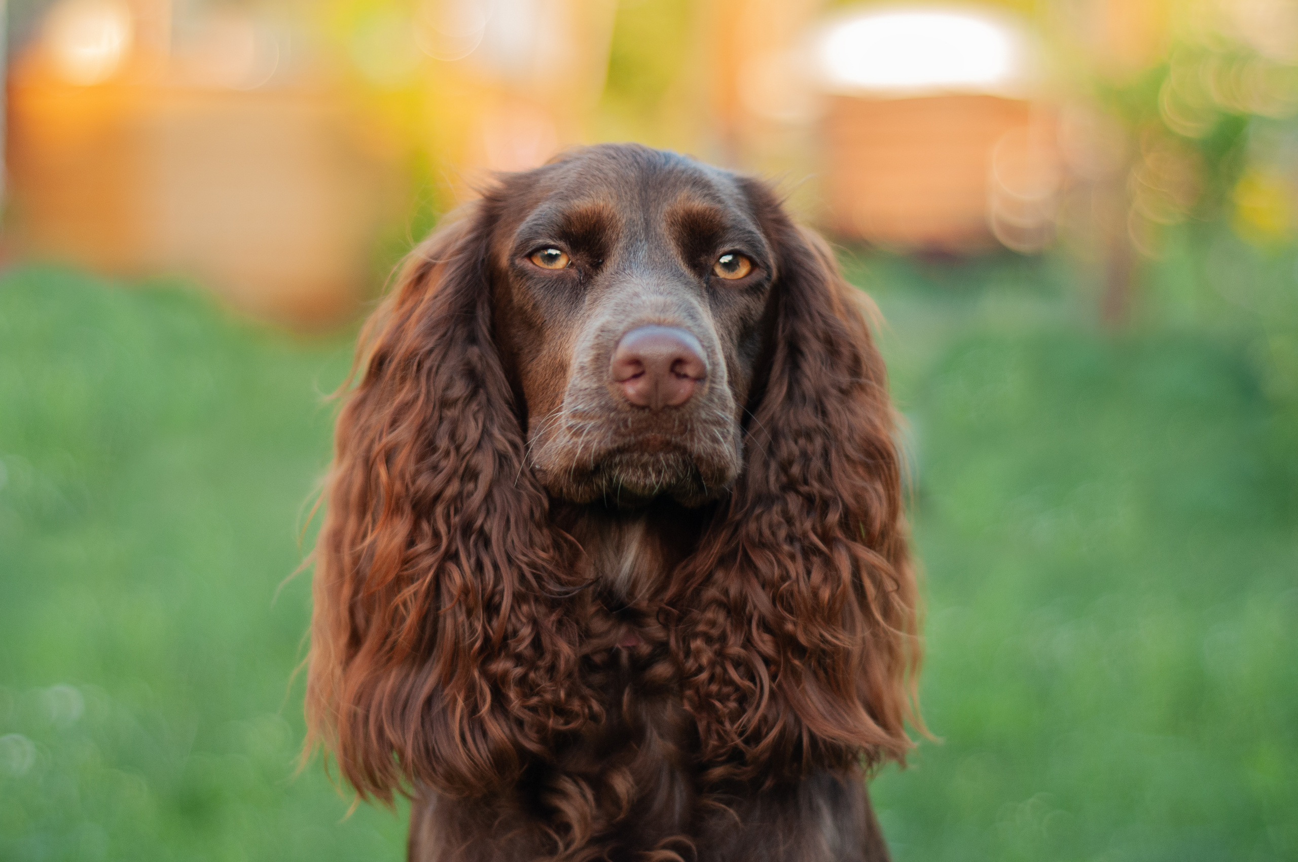 Собаки. Мотофотограф в Нижнем Новгороде Динара Зуйкова