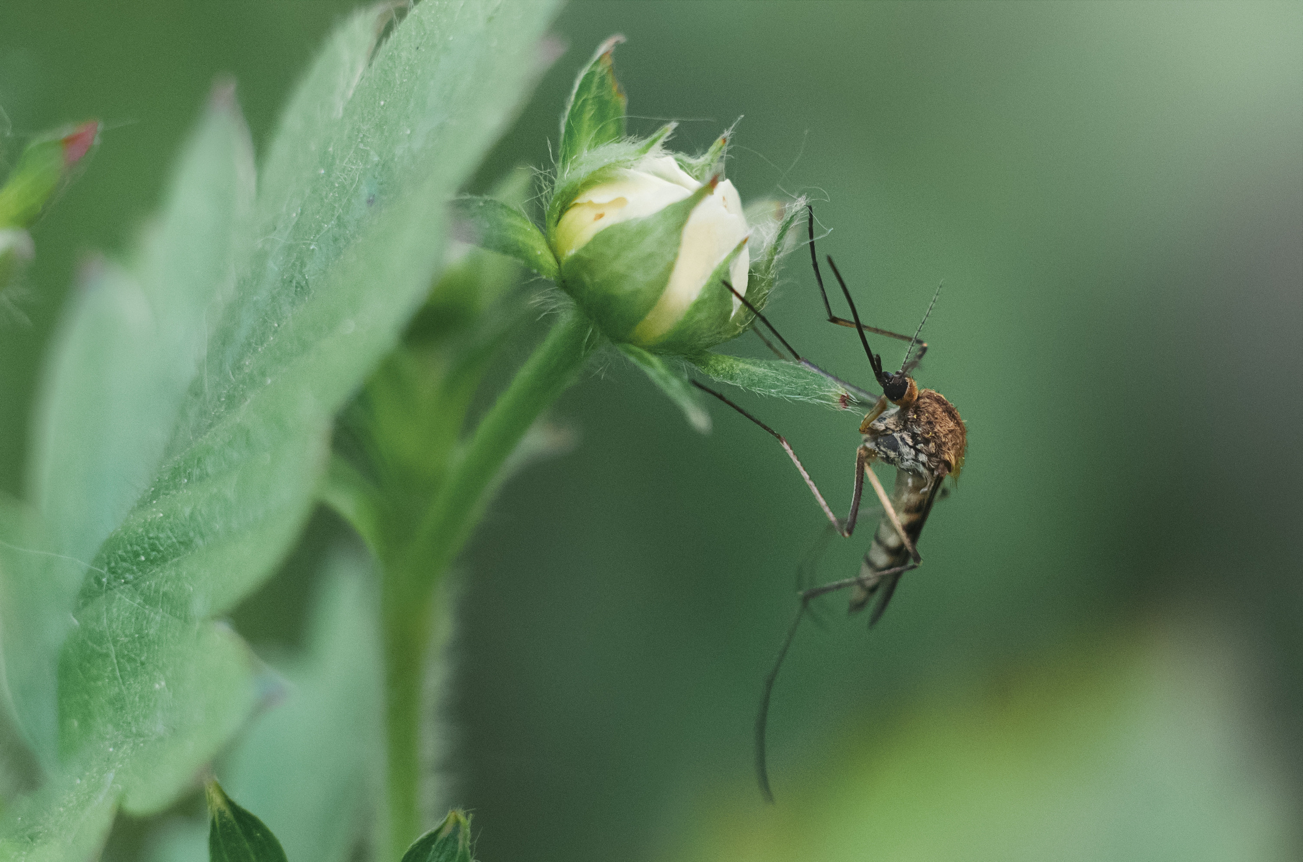 Художественное макро. Мотофотограф в Нижнем Новгороде Динара Зуйкова
