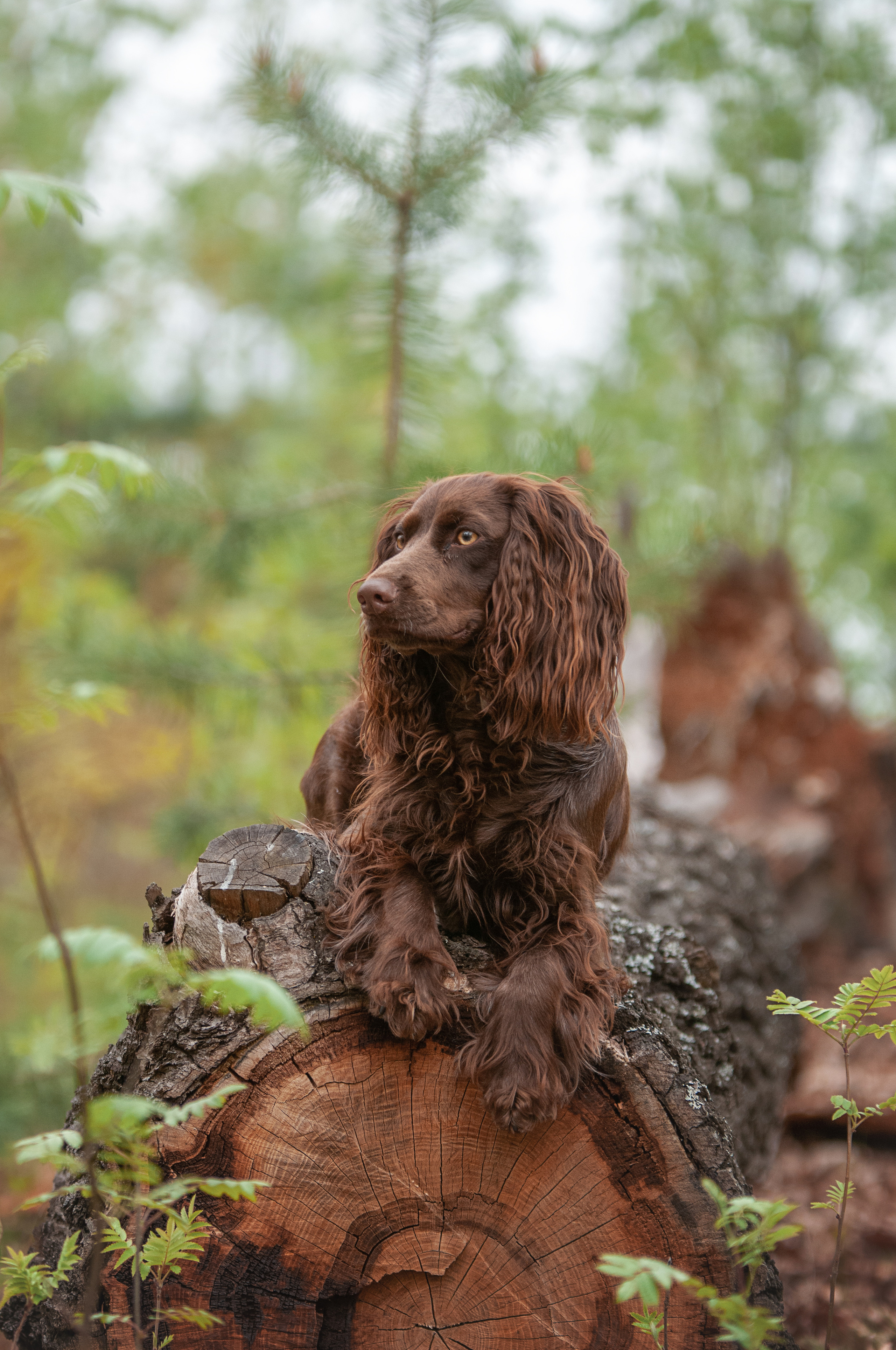 Собаки. Мотофотограф в Нижнем Новгороде Динара Зуйкова