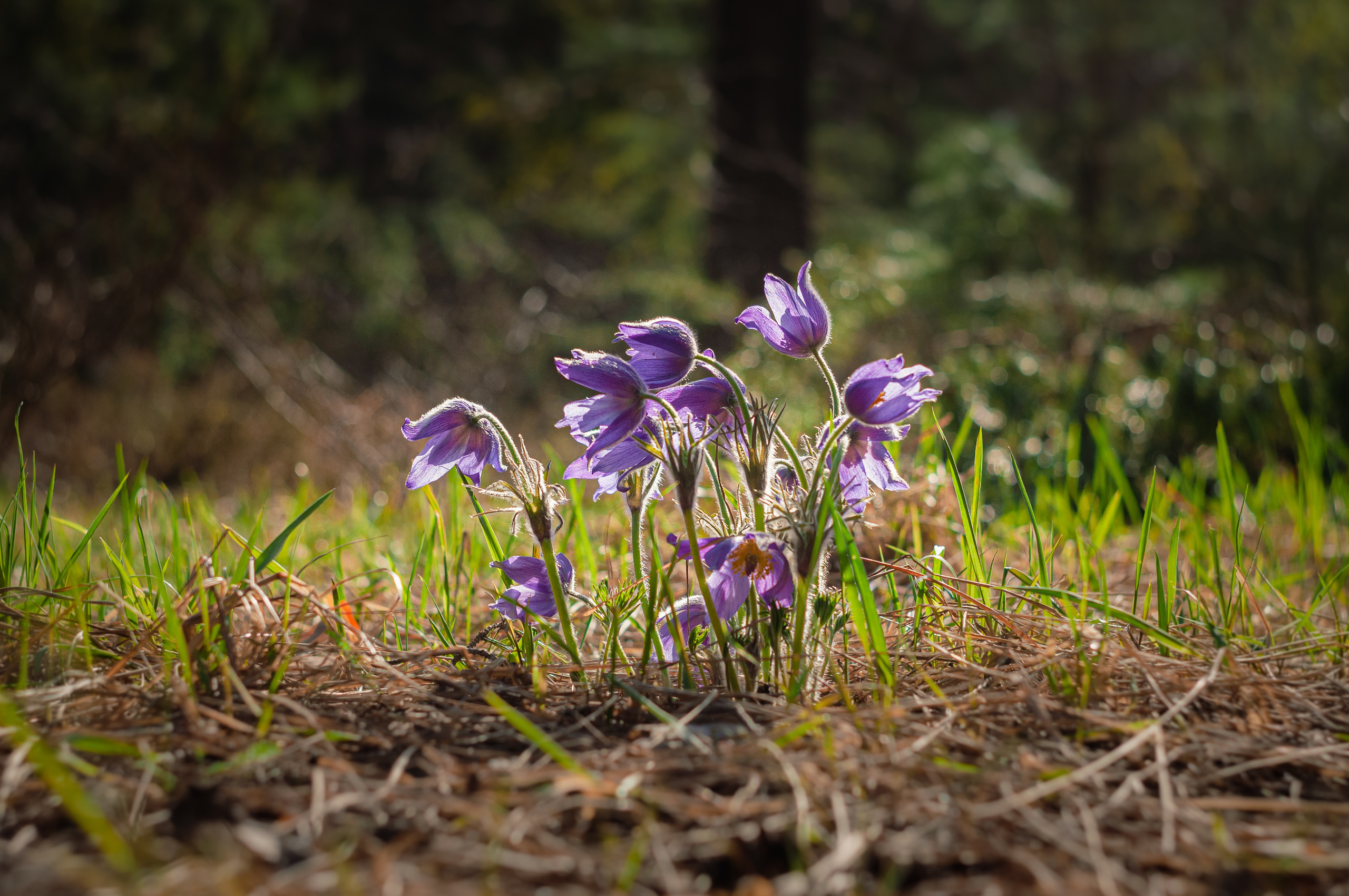Природа. Мотофотограф в Нижнем Новгороде Динара Зуйкова