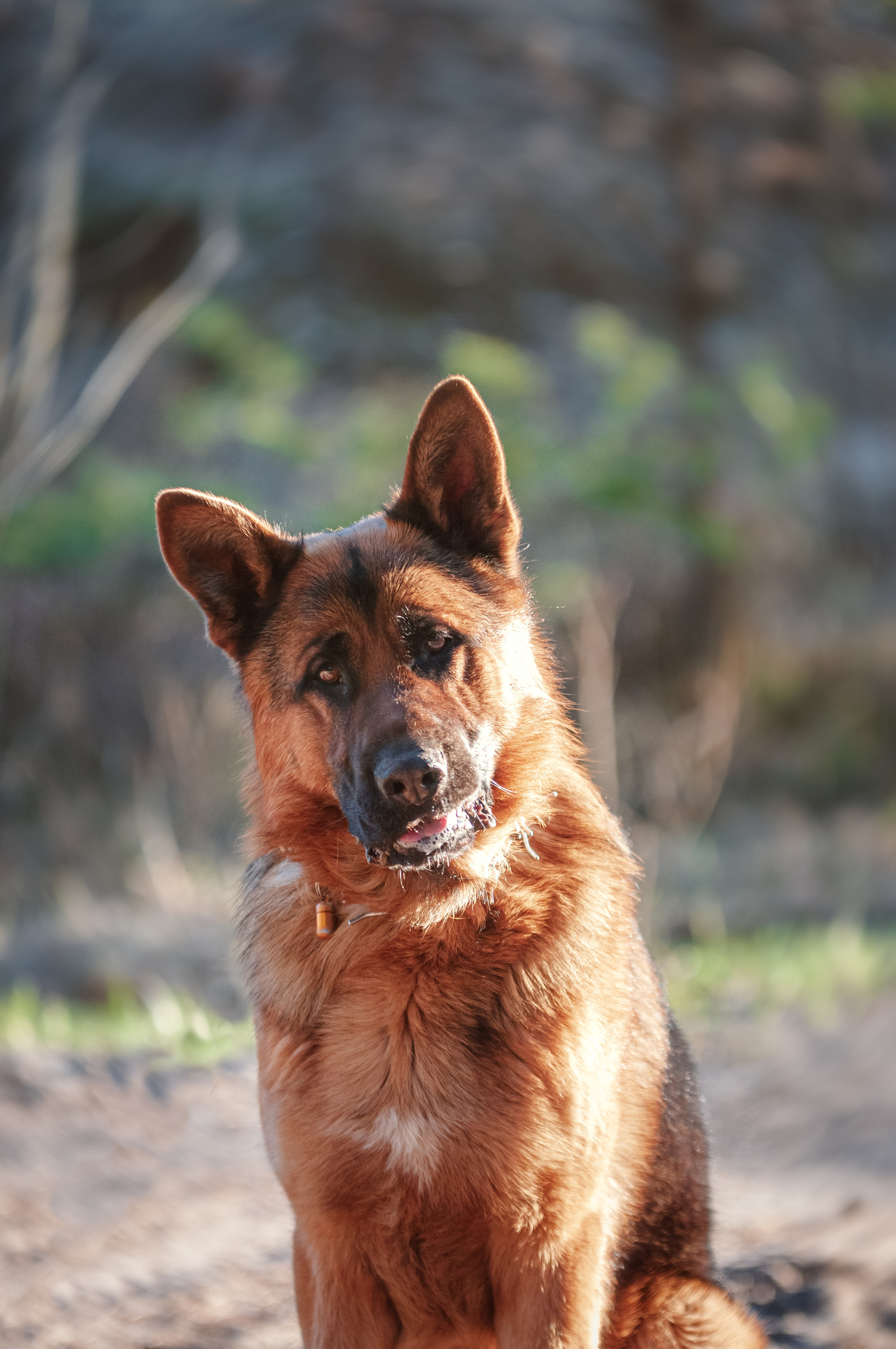 Собаки. Мотофотограф в Нижнем Новгороде Динара Зуйкова