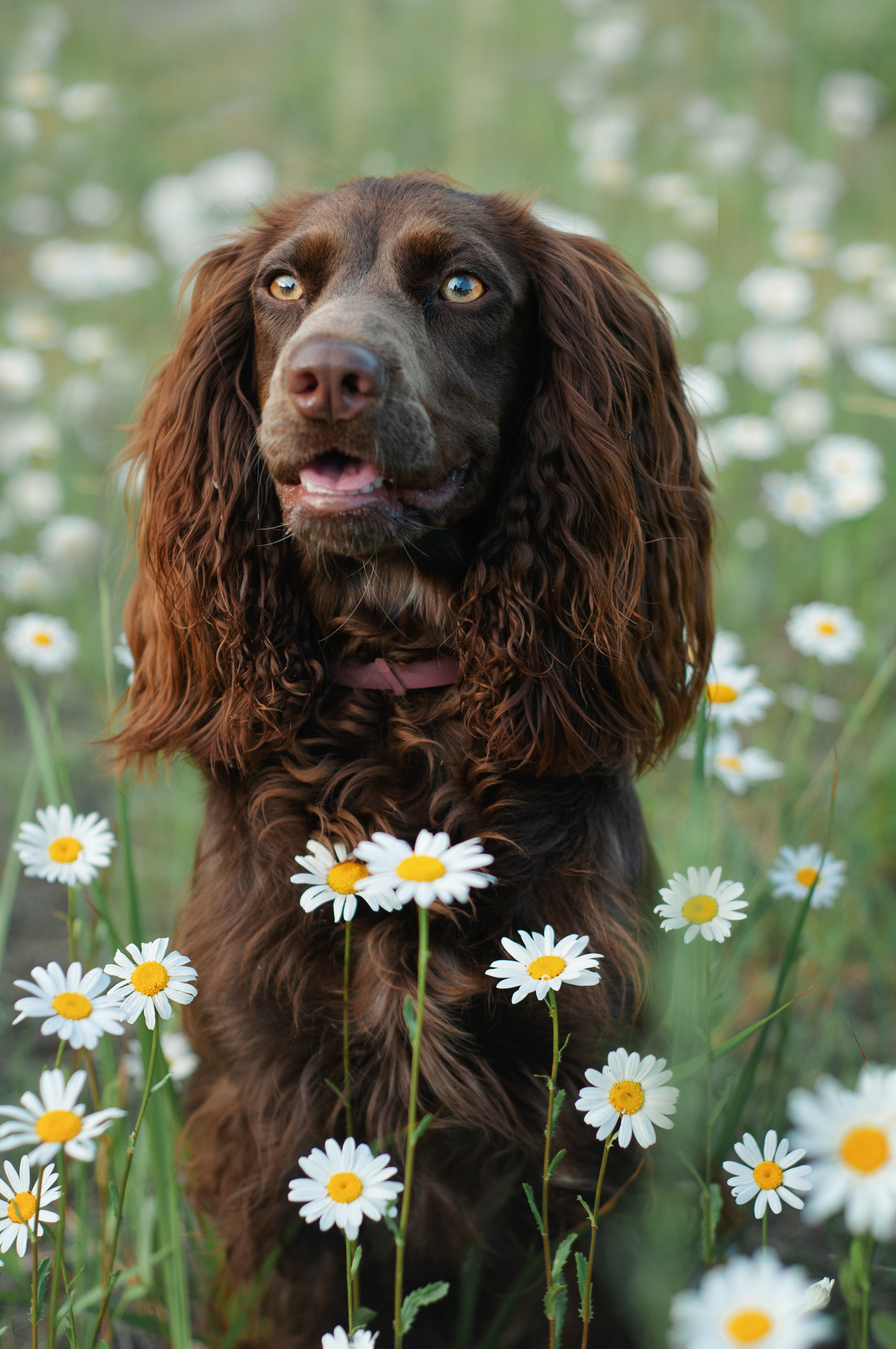Собаки. Мотофотограф в Нижнем Новгороде Динара Зуйкова