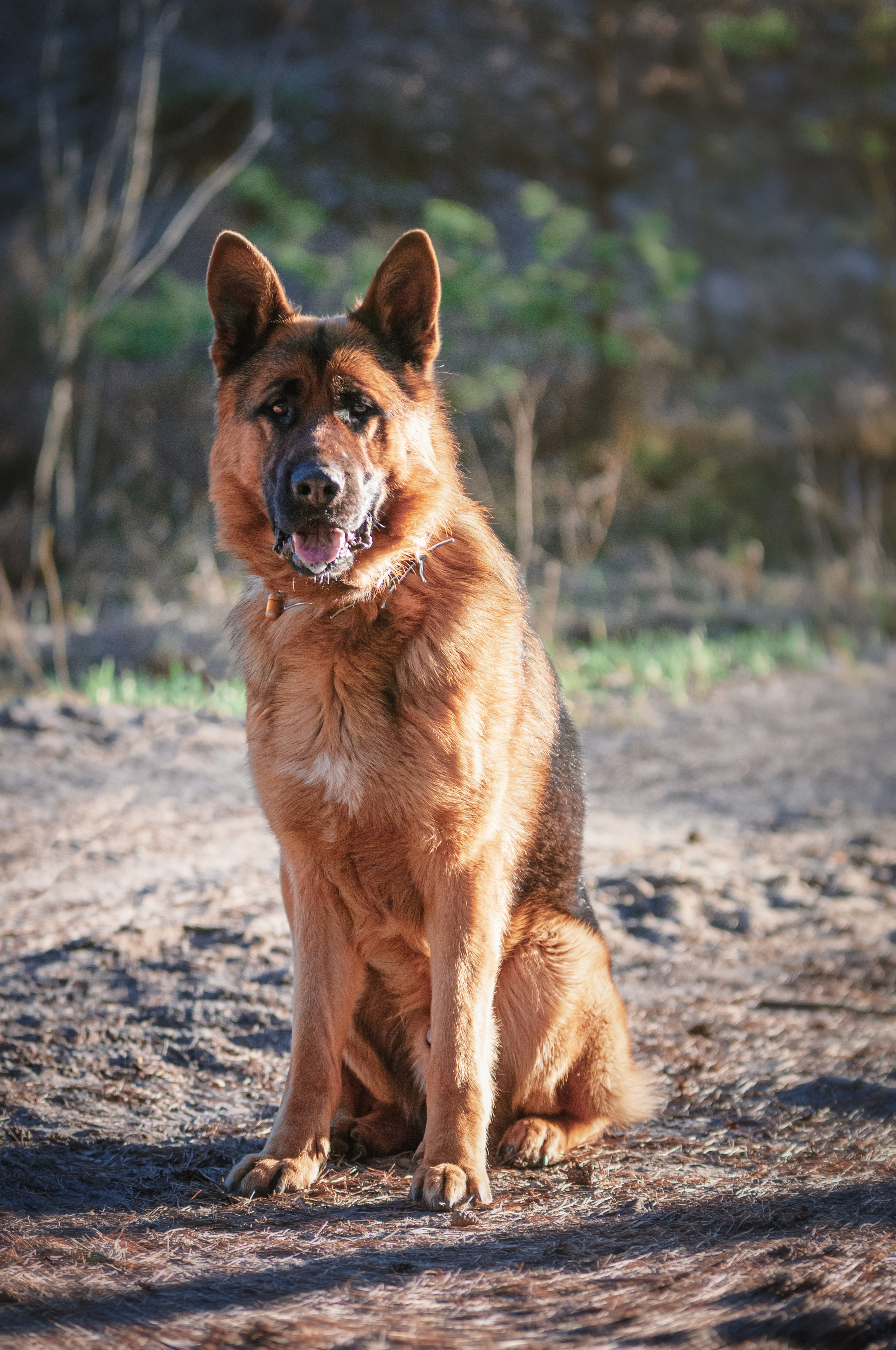 Собаки. Мотофотограф в Нижнем Новгороде Динара Зуйкова