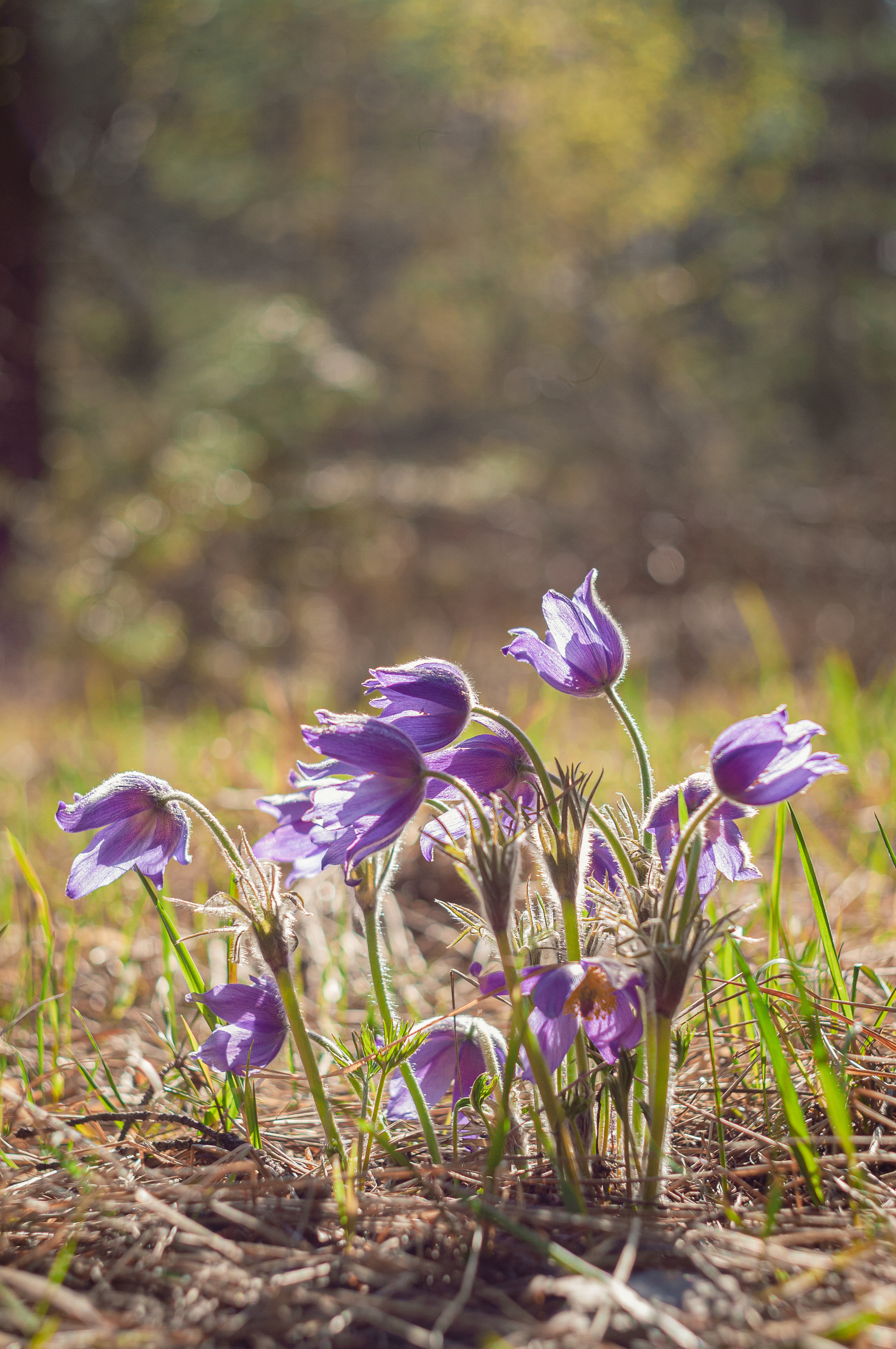 Природа. Мотофотограф в Нижнем Новгороде Динара Зуйкова