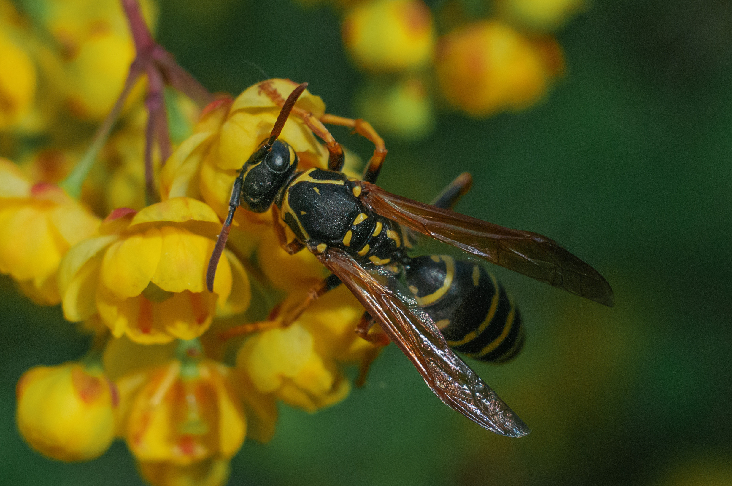Художественное макро. Мотофотограф в Нижнем Новгороде Динара Зуйкова