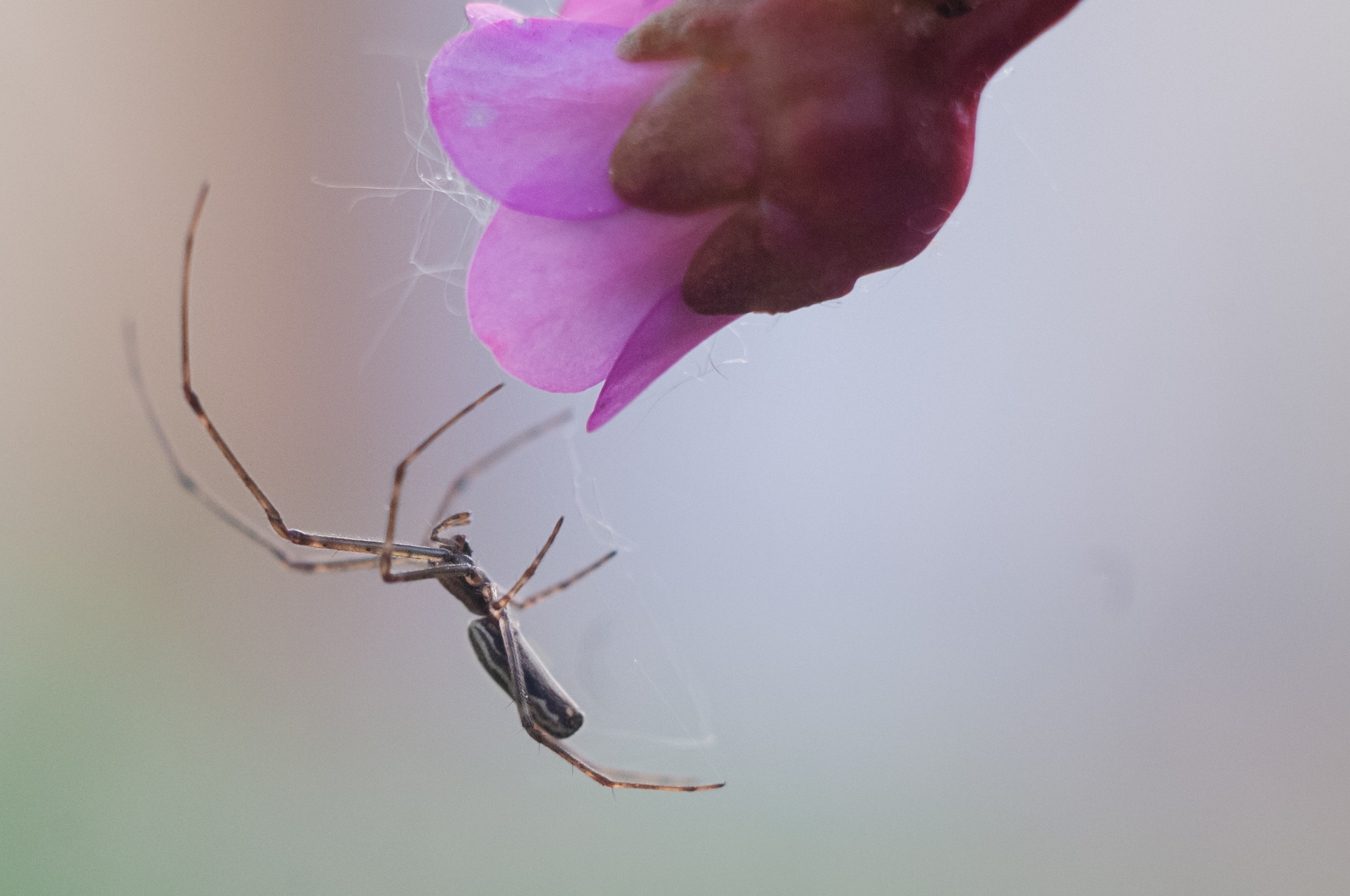Художественное макро. Мотофотограф в Нижнем Новгороде Динара Зуйкова
