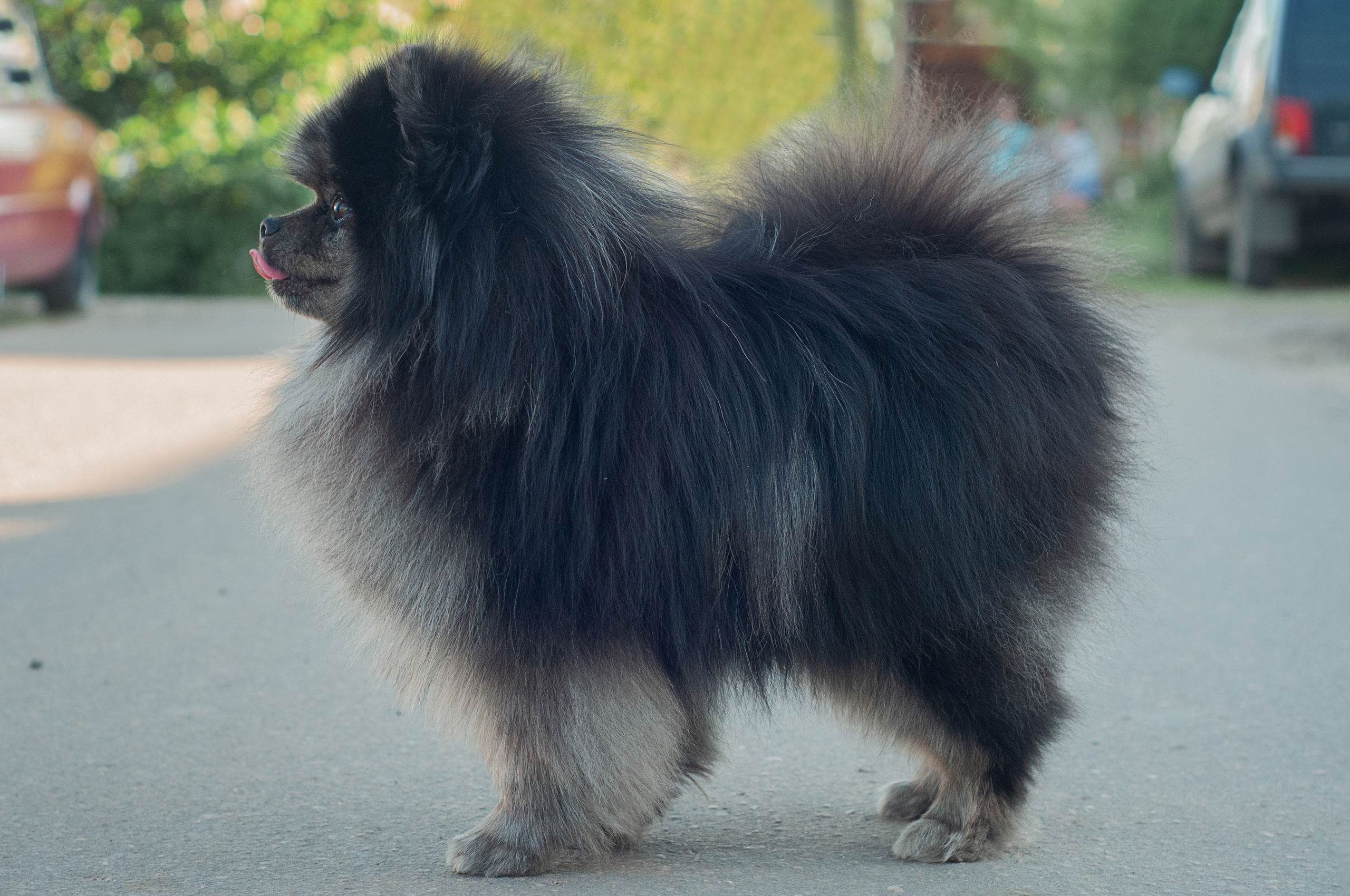 Собаки. Мотофотограф в Нижнем Новгороде Динара Зуйкова