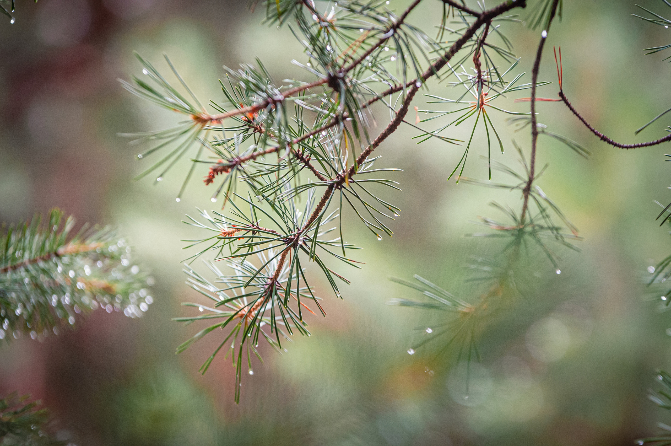 Природа. Мотофотограф в Нижнем Новгороде Динара Зуйкова