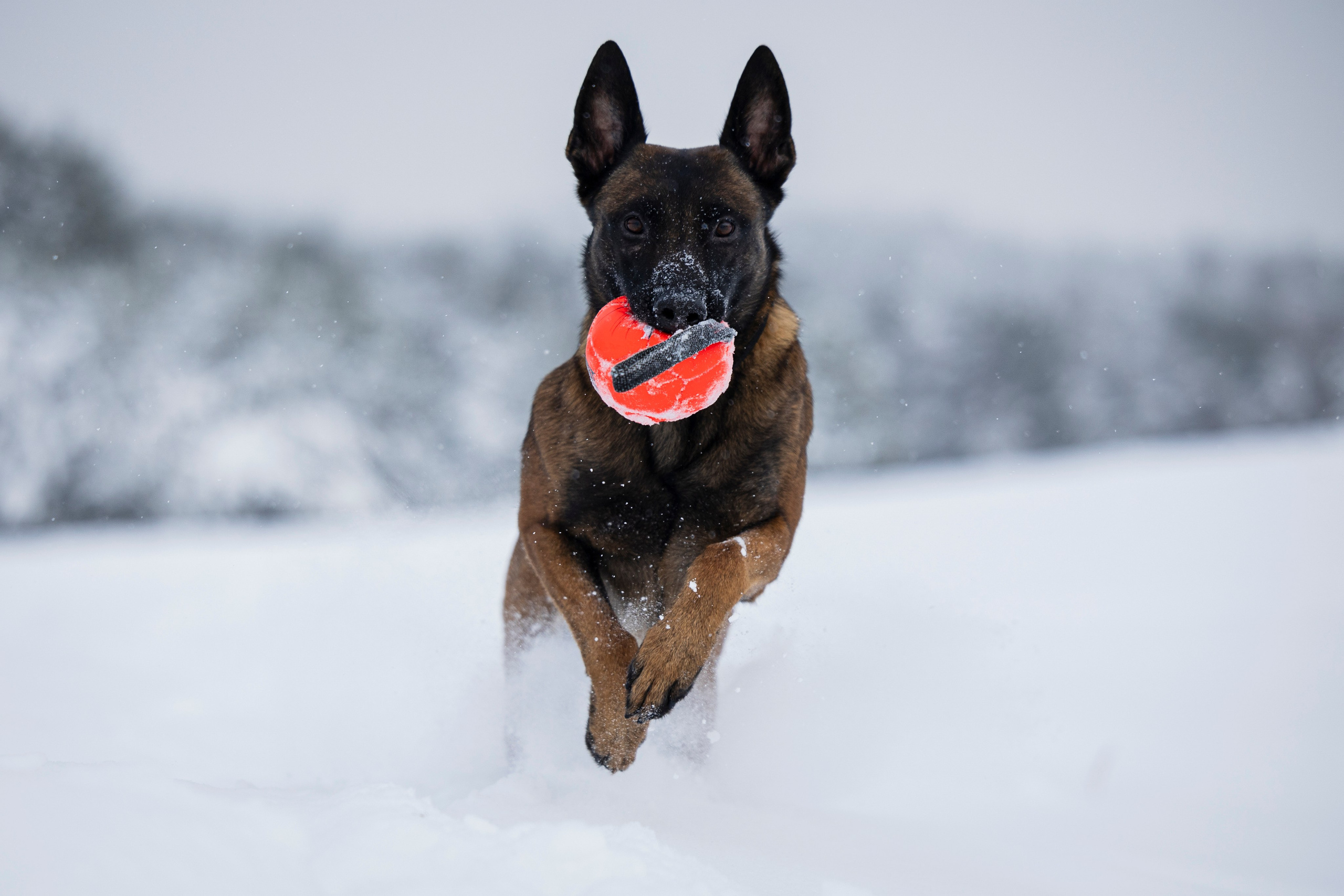 Рики. Фотограф-анималист Анна Маринич