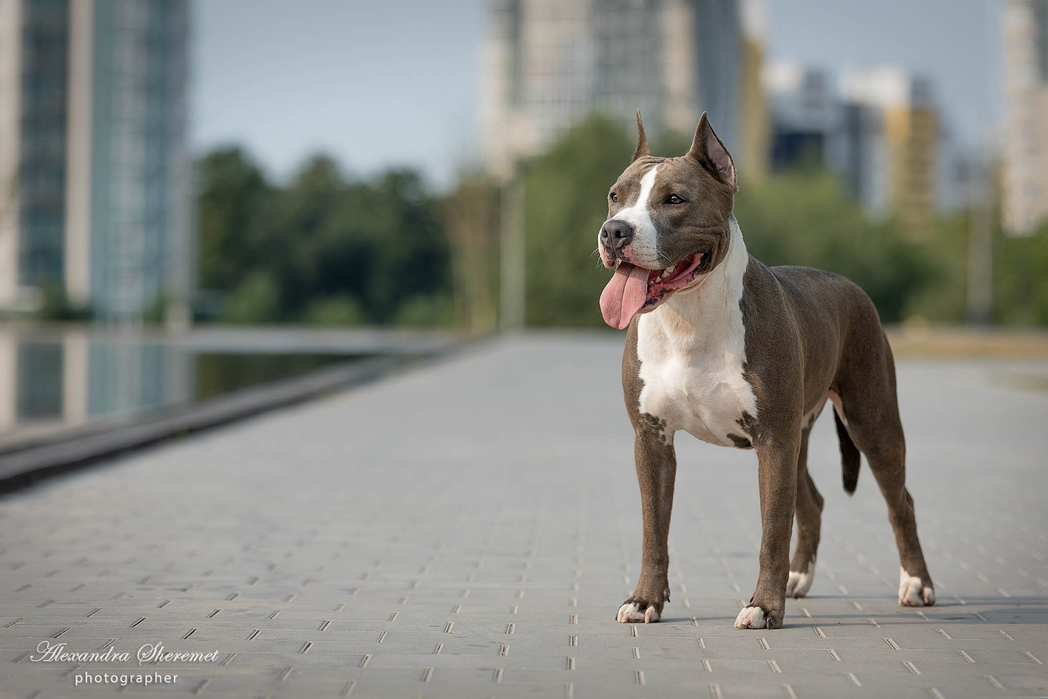 Шерри. Фотограф-анималист Александра Шеремет