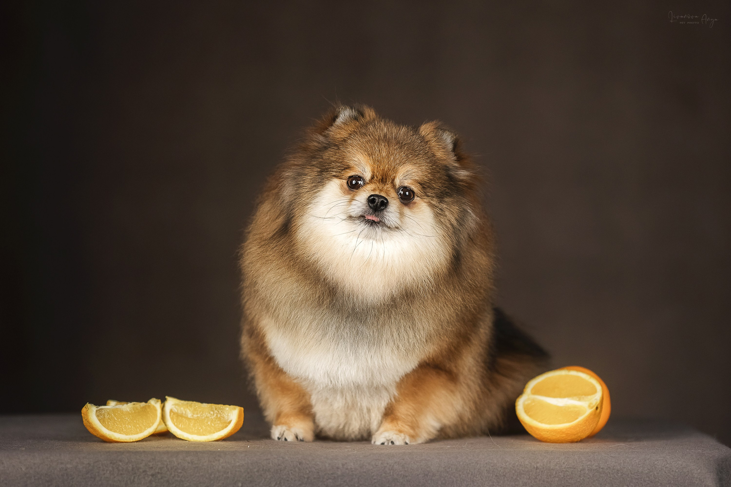 Фотодень_2 2025. Фотограф анималист Аня Ливанова | Рыбинск