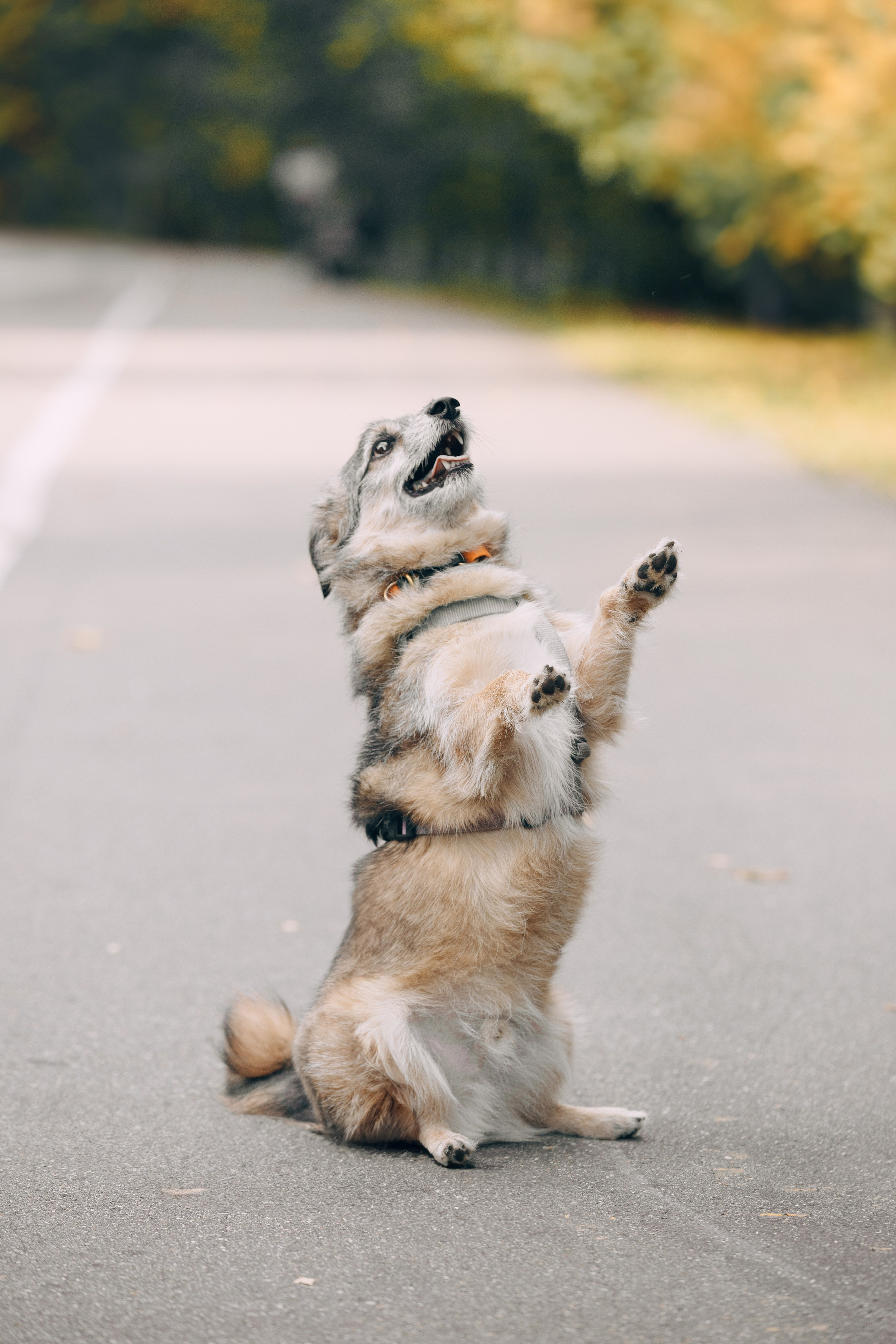 Оля и компания. Фотограф анималист Кристина Карпова, Москва