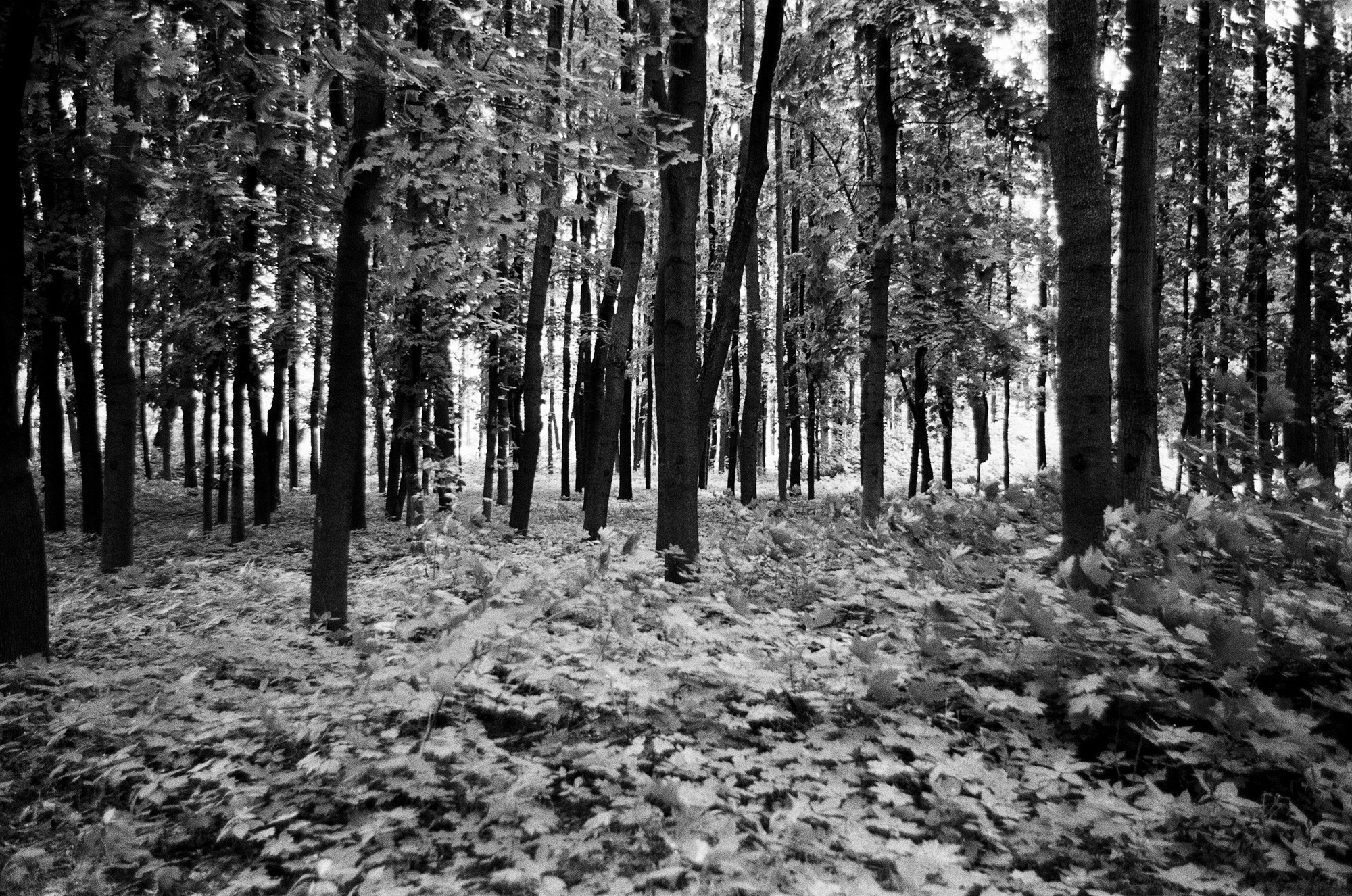 Нескучный сад и Остоженка. Другой Павел Поцелуев. Фотограф в 2025 году