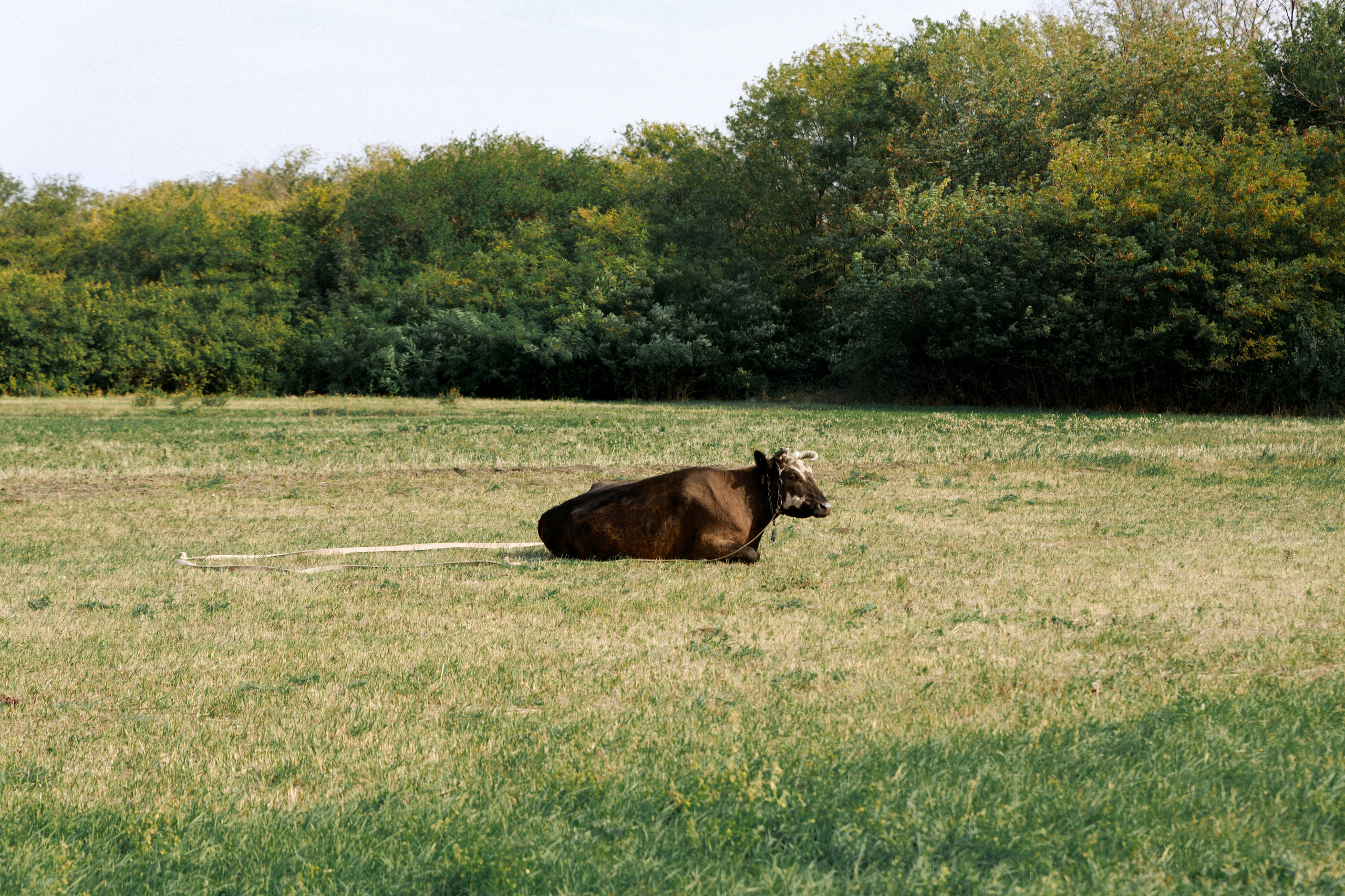 Blest & Pahnet ♡❀. Фотограф Ростов-на-Дону Свадебный Фотограф в Ростове Ксения Орлова