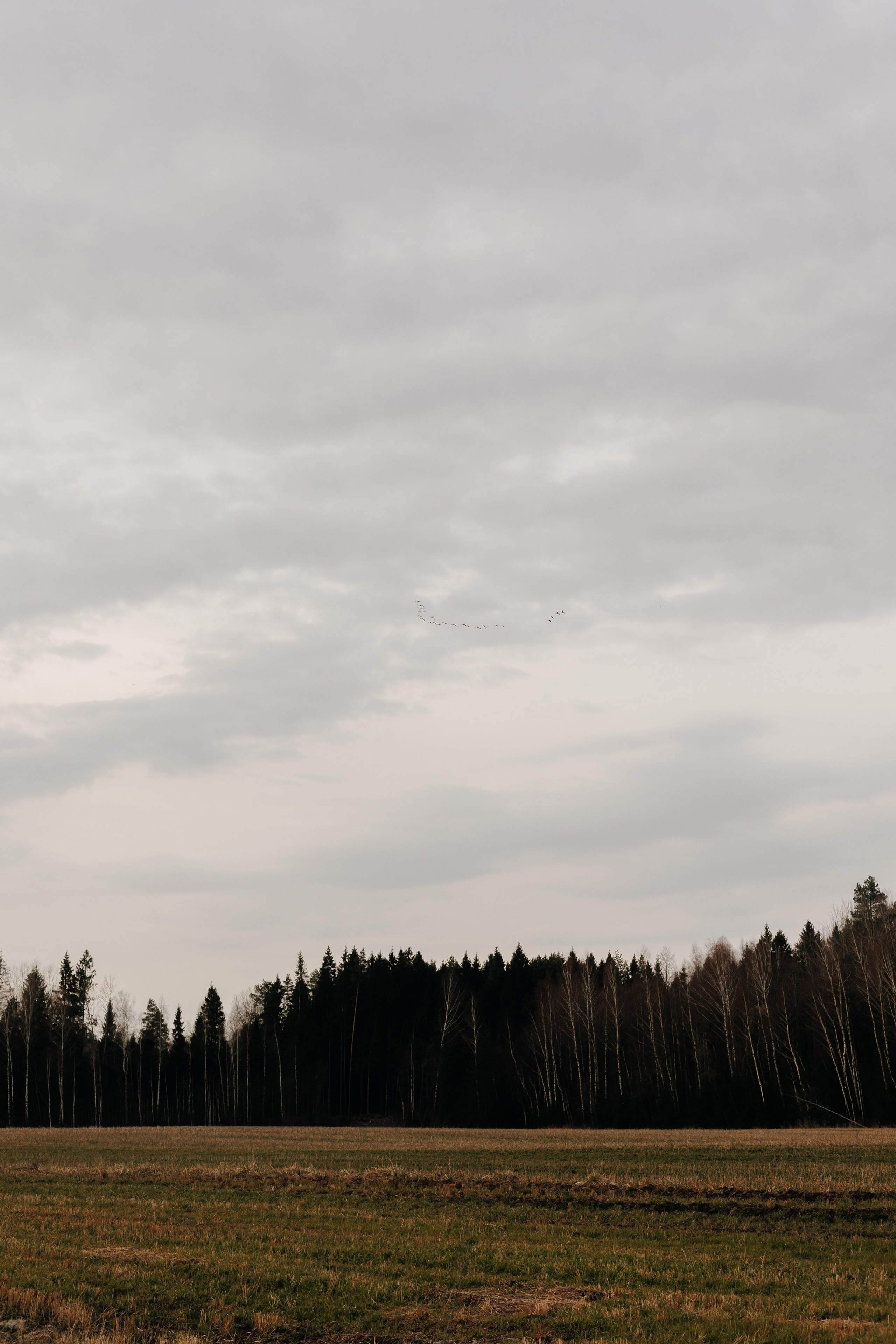 День Рождения Бо. Свадебный и семейный фотограф Витебск, Минск, Андрей Павлов