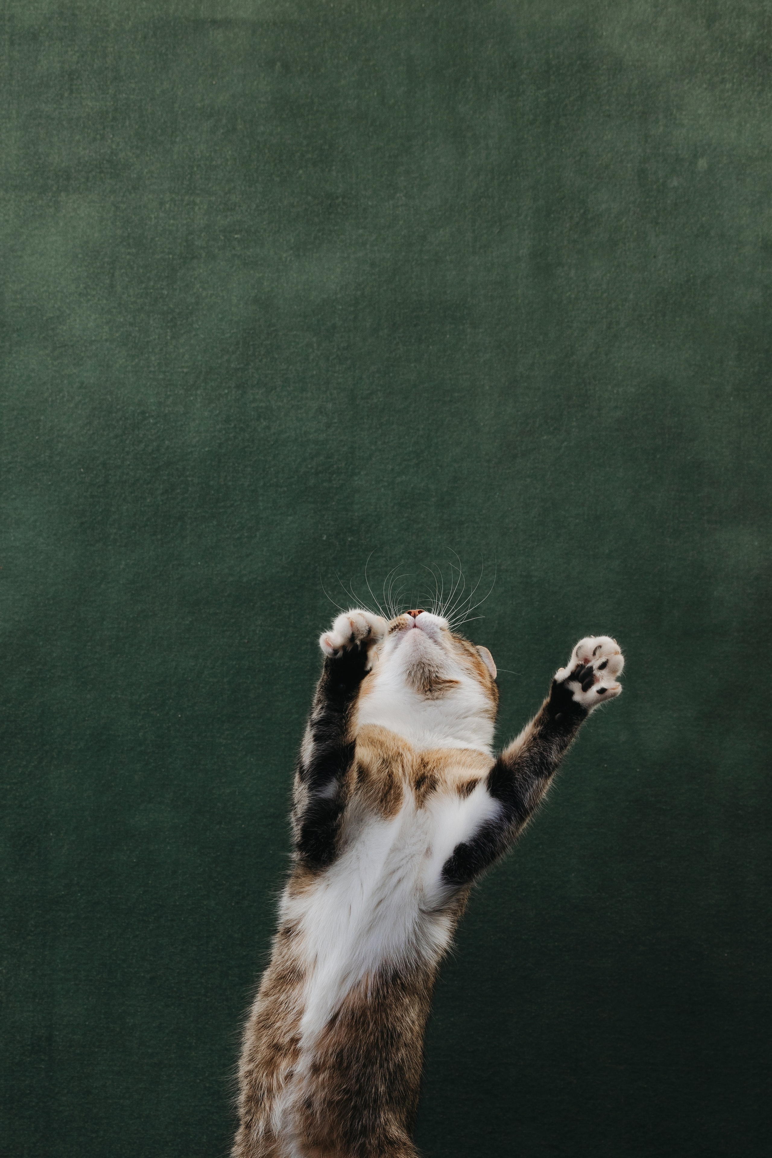 Коты Сет и Квентин. Фотограф анималист Осипчикова Мария