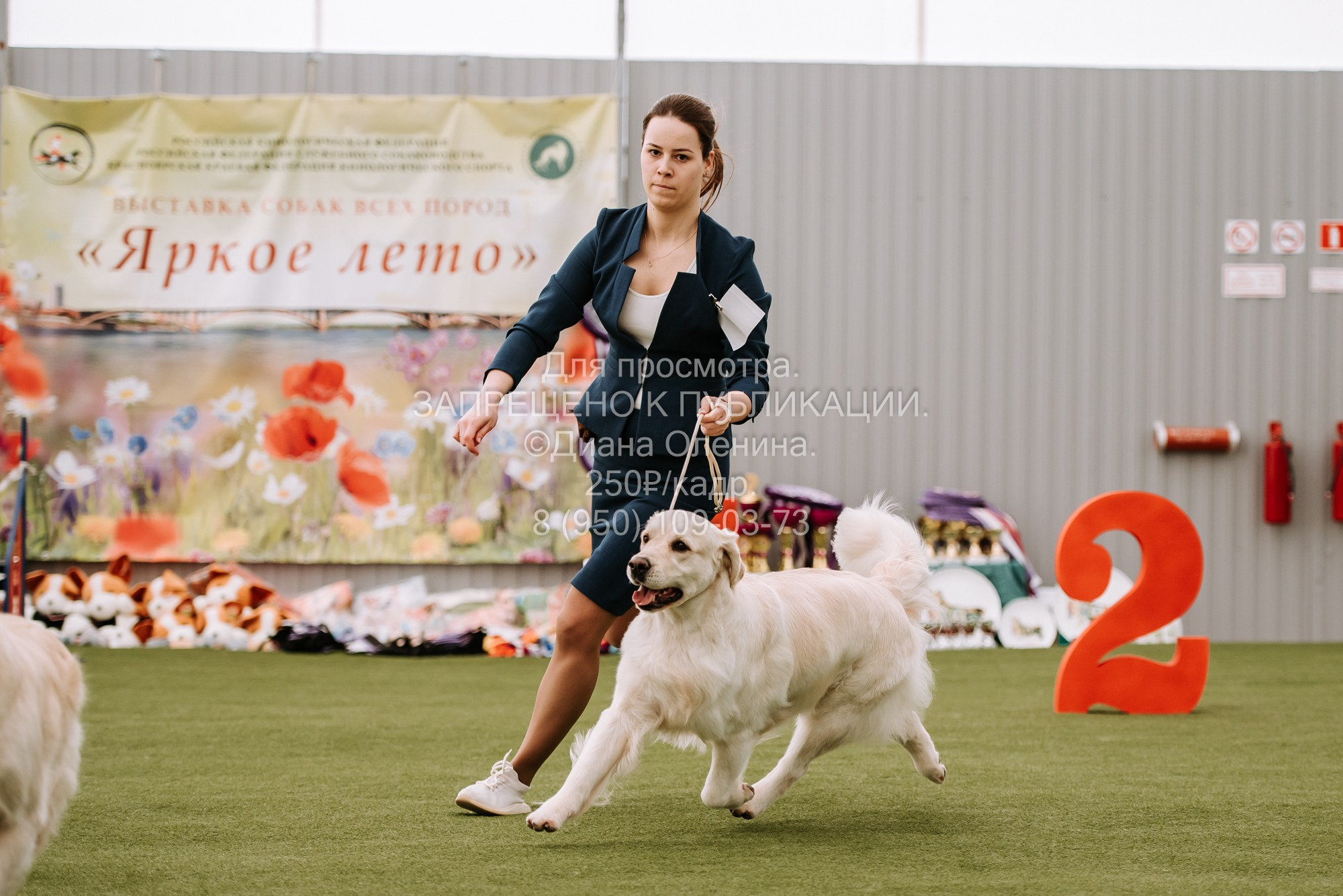 Выставка собак Красноярск 2.06. Фотограф Диана Оленина Красноярск / Братск