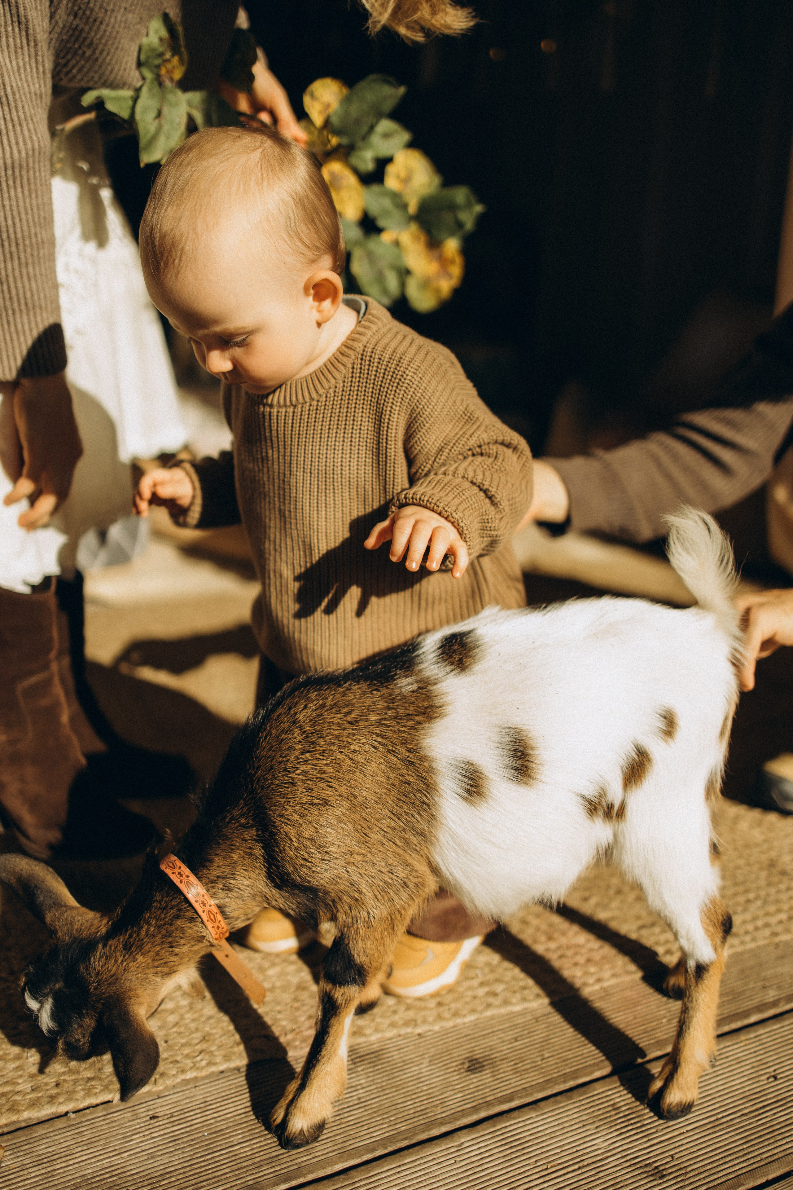 Осень, глэмпинг и пушистый друг 🐐 семейная история без повода 🏕️🪵🍂. Семейный фотограф в Санкт-Петербурге Виктория Безгузова