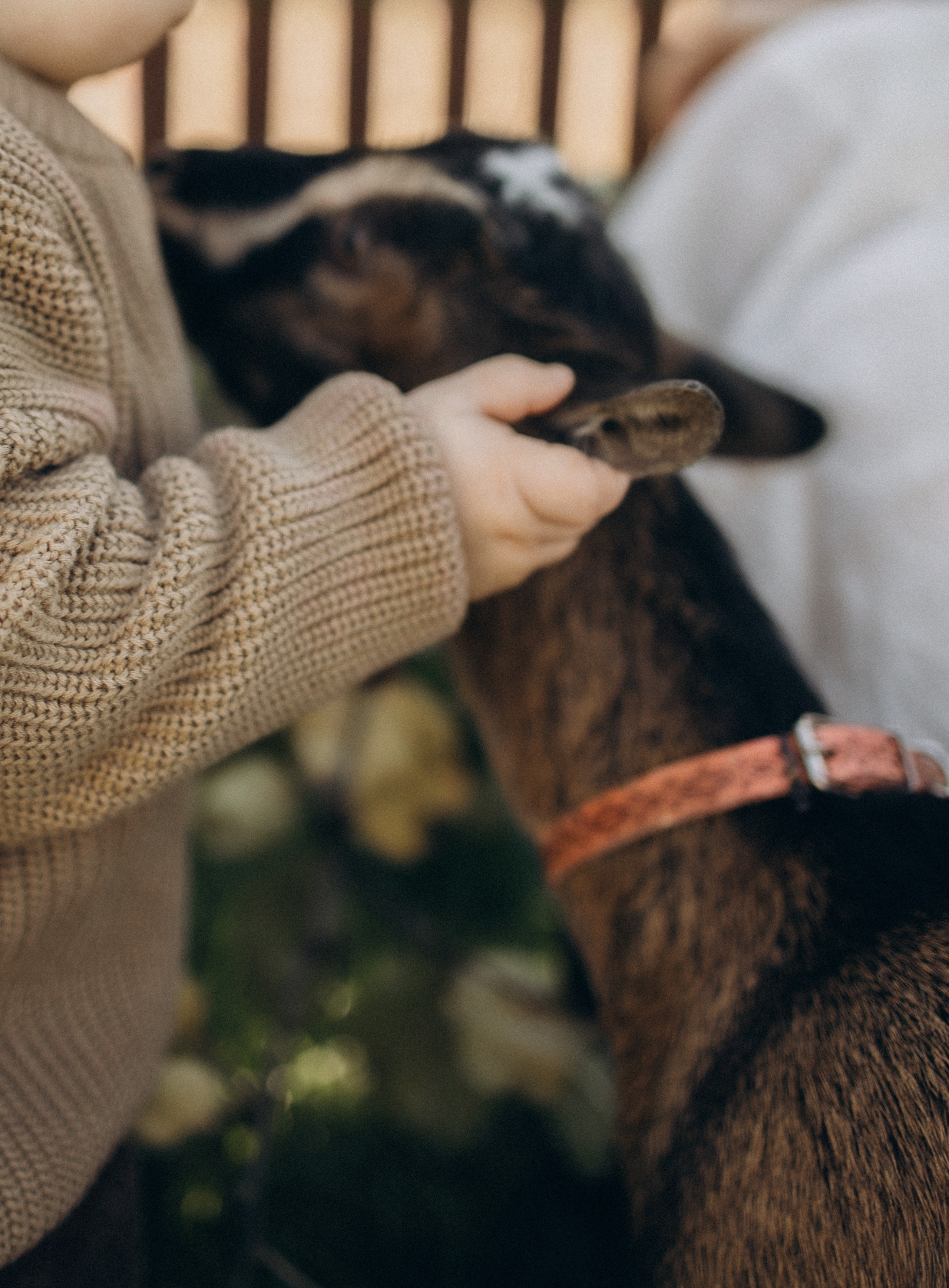 Осень, глэмпинг и пушистый друг 🐐 семейная история без повода 🏕️🪵🍂. Семейный фотограф в Санкт-Петербурге Виктория Безгузова