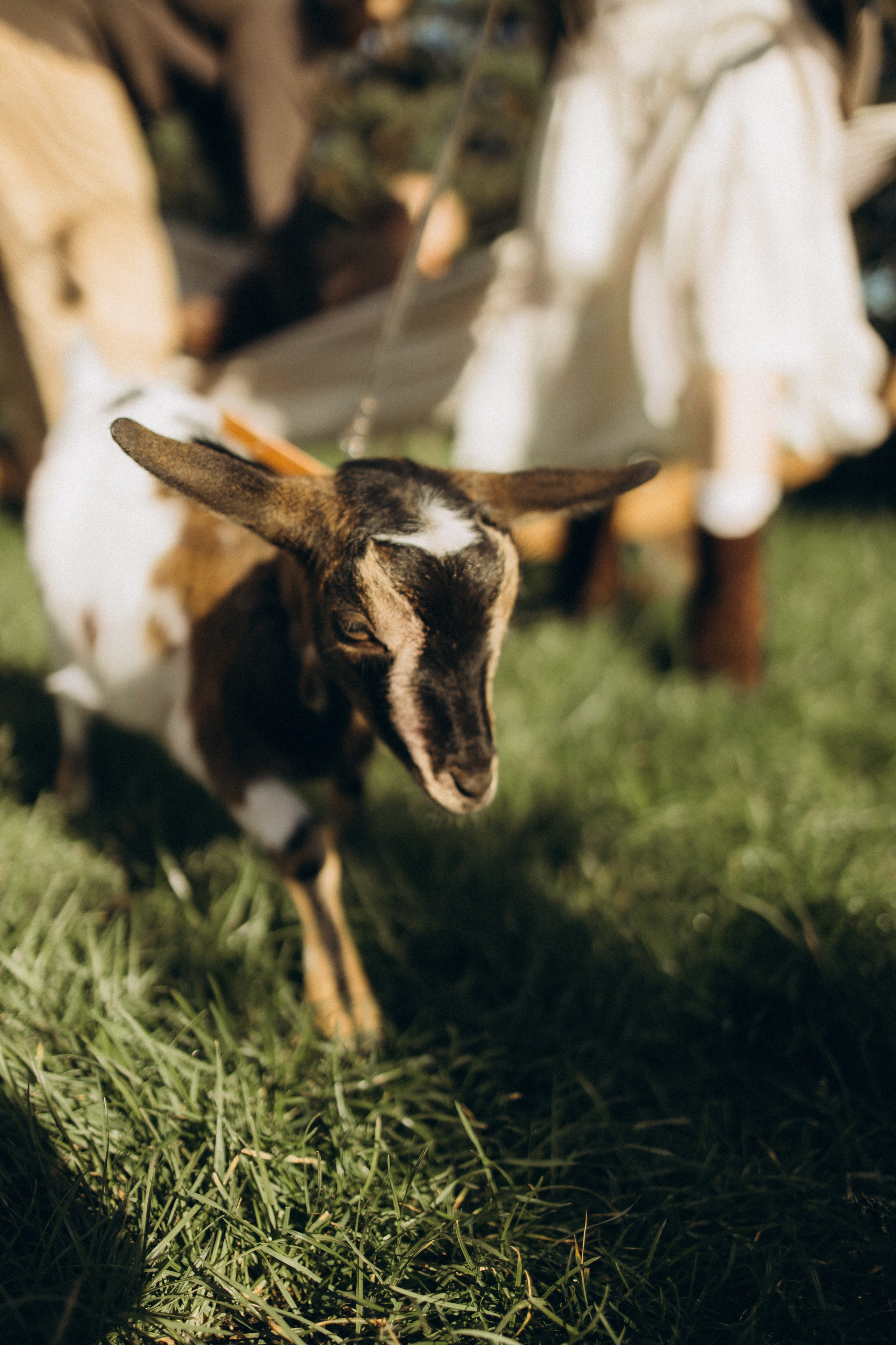 Осень, глэмпинг и пушистый друг 🐐 семейная история без повода 🏕️🪵🍂. Семейный фотограф в Санкт-Петербурге Виктория Безгузова