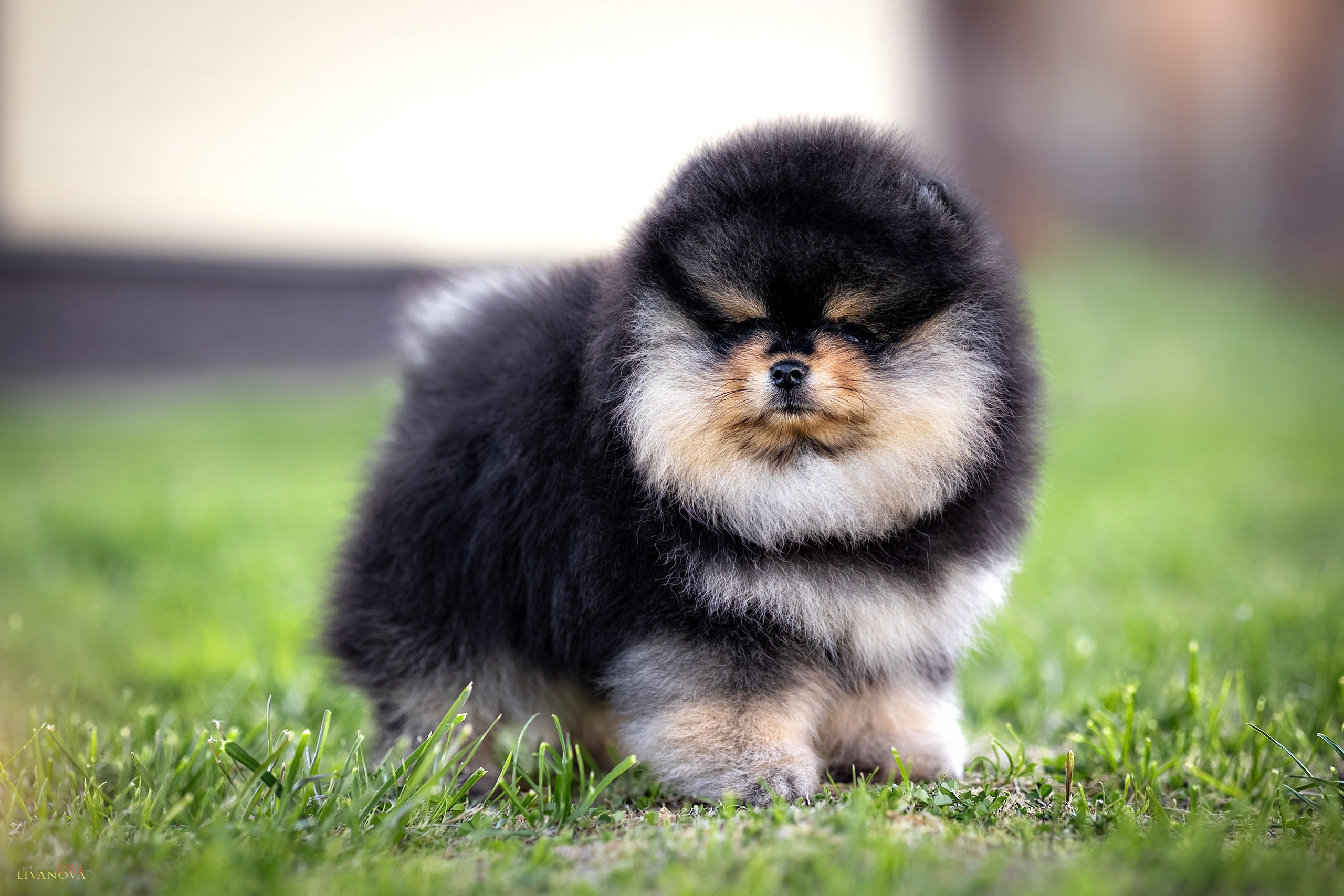 Шпцулики. Фотограф анималист Аня Ливанова | Рыбинск