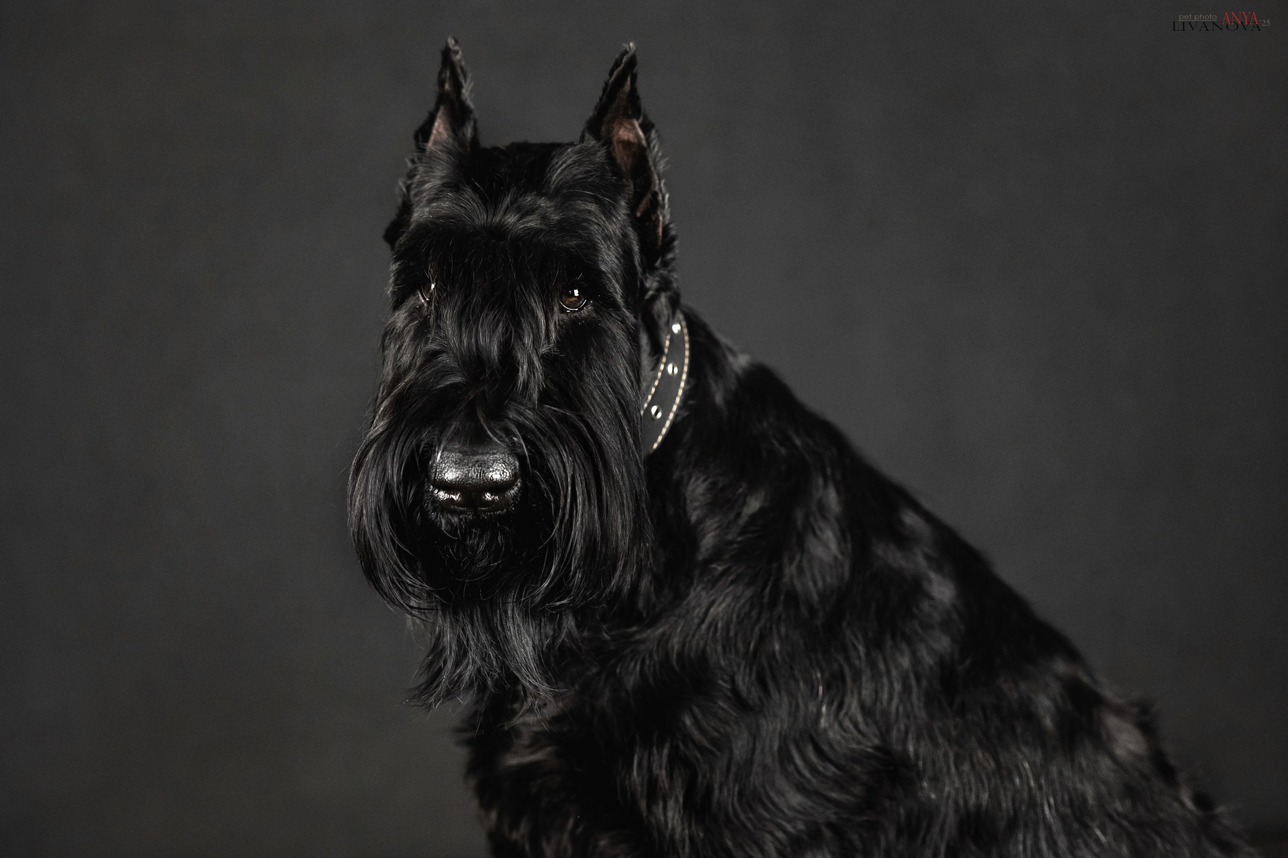 Берта. Фотограф анималист Аня Ливанова | Рыбинск