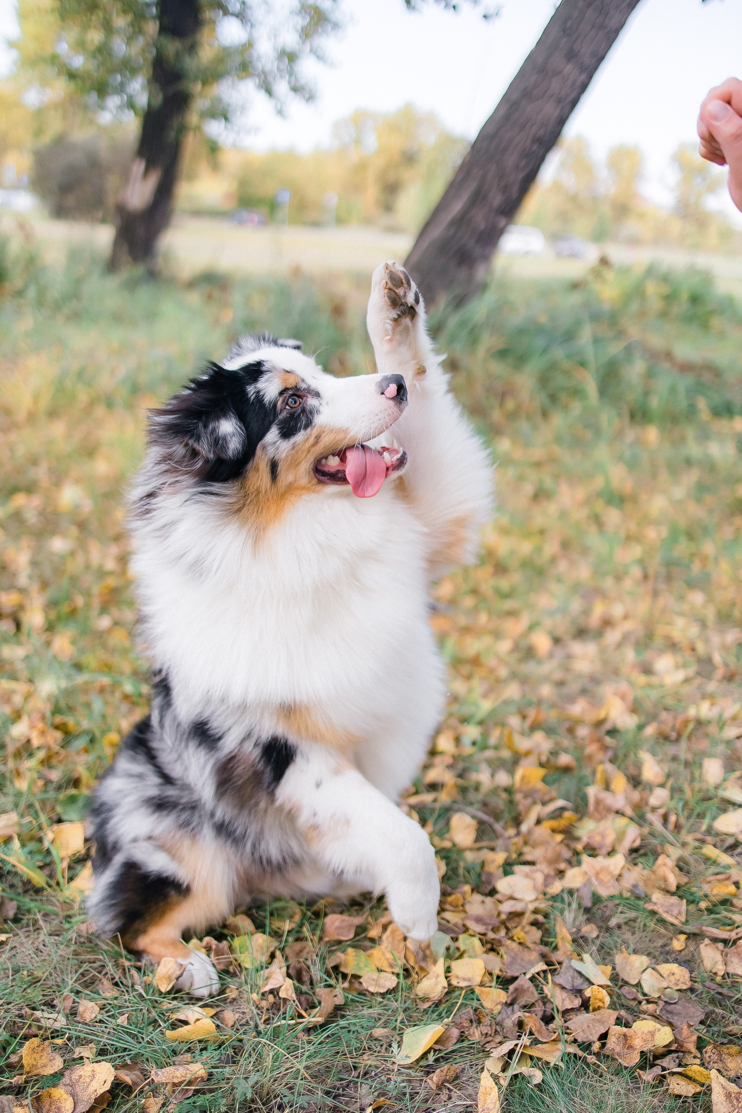 Аусси Дэймон. Свадебный и женский фотограф
