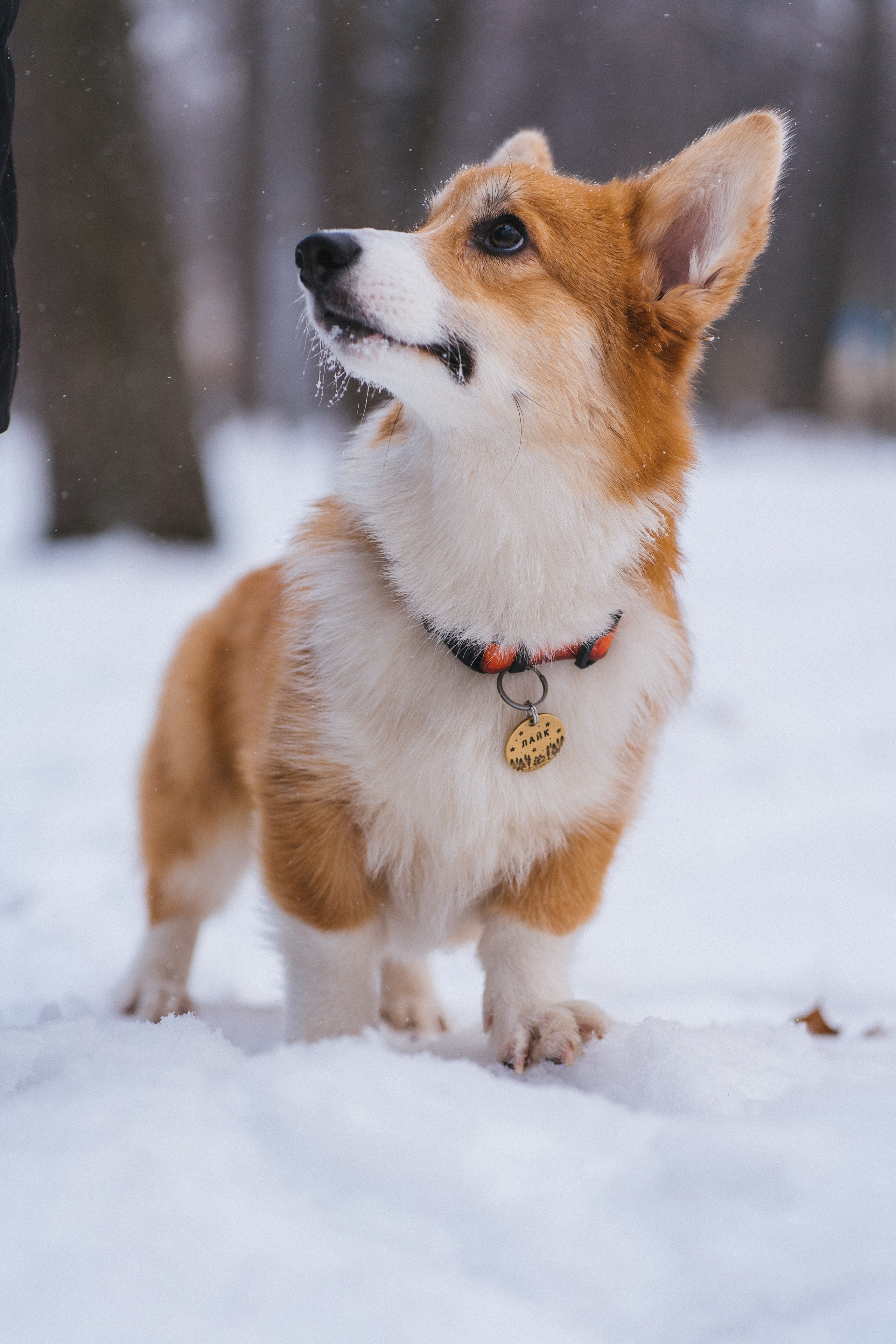 Агата и Лайк. Свадебный фотограф в Москве Анна Полушина