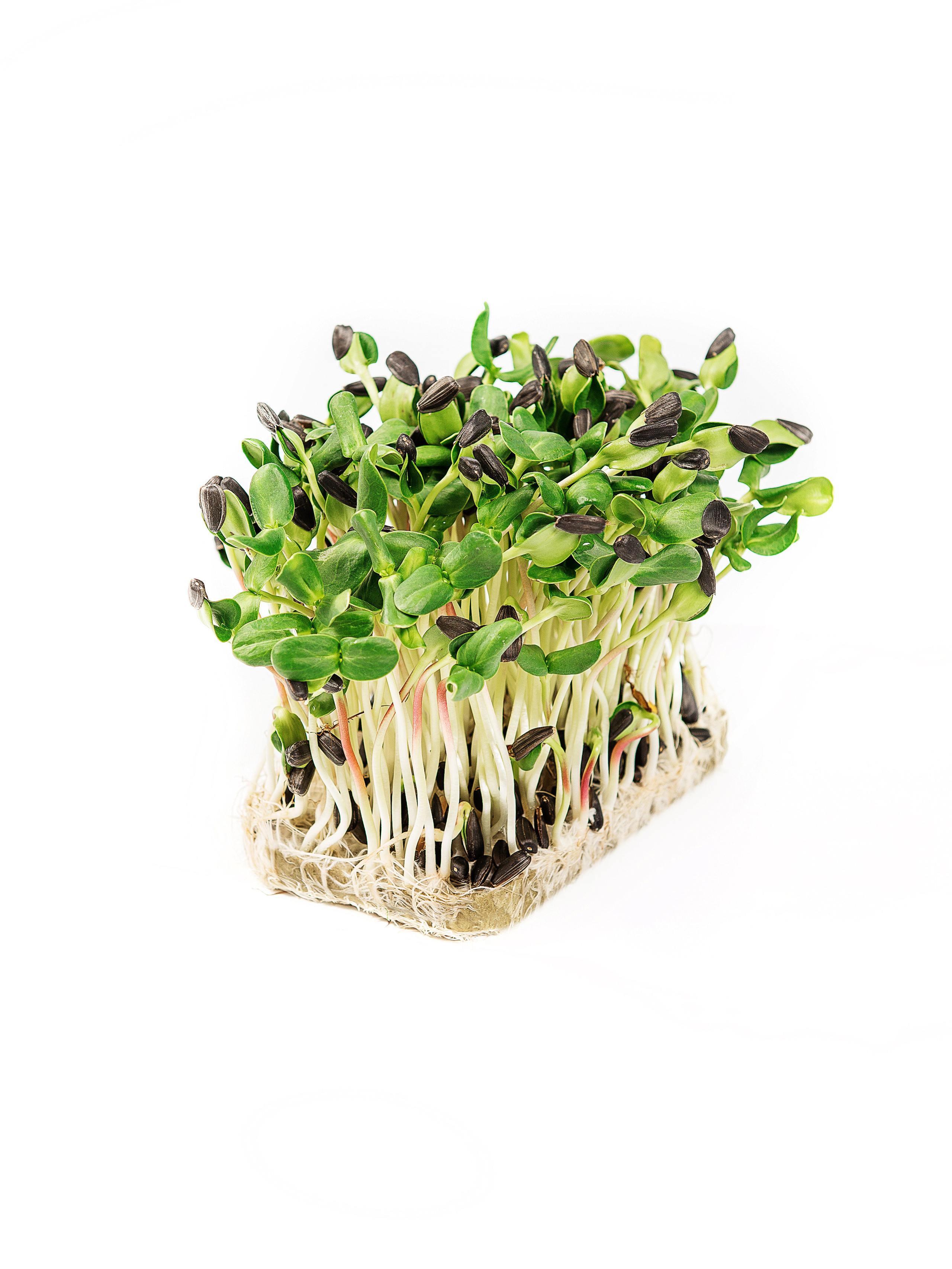 Съёмка для каталога. Выпускные альбомы. Предметная и контент съёмка. Фотостудия Klass