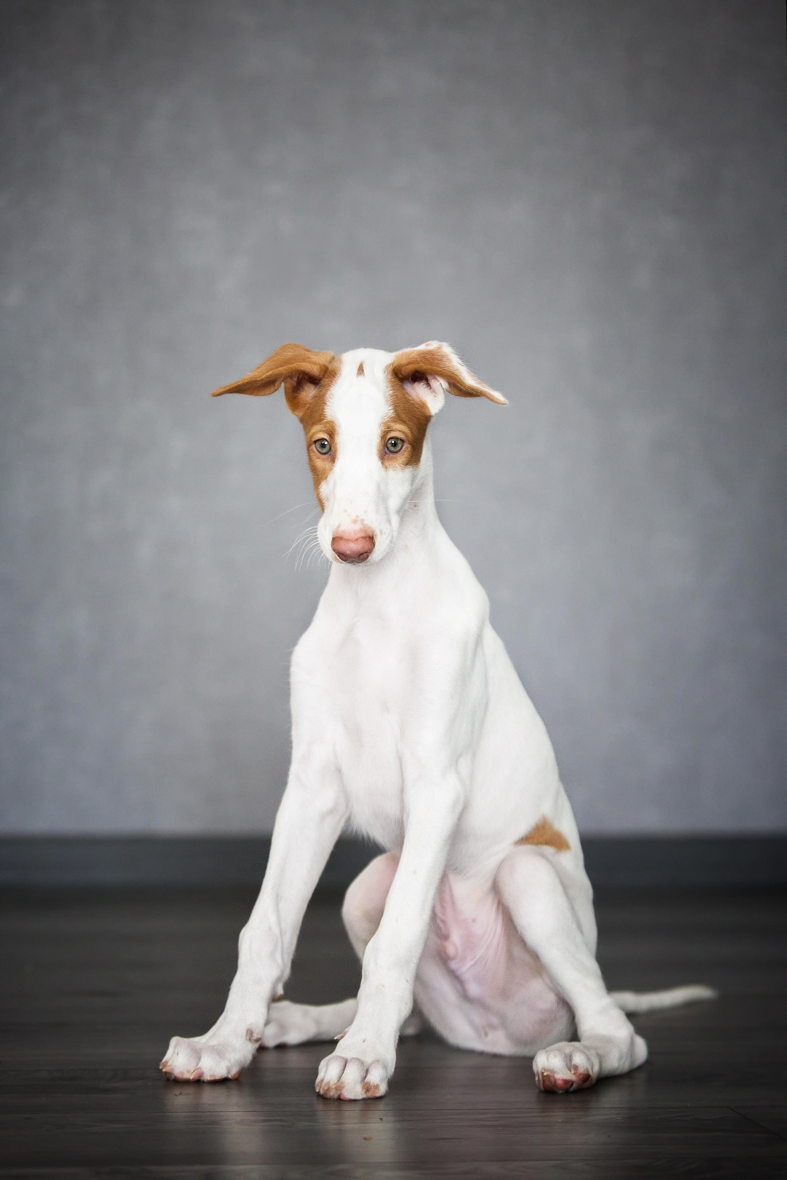 Поденко Ибиценко. Https://moshkovaphoto.ru/