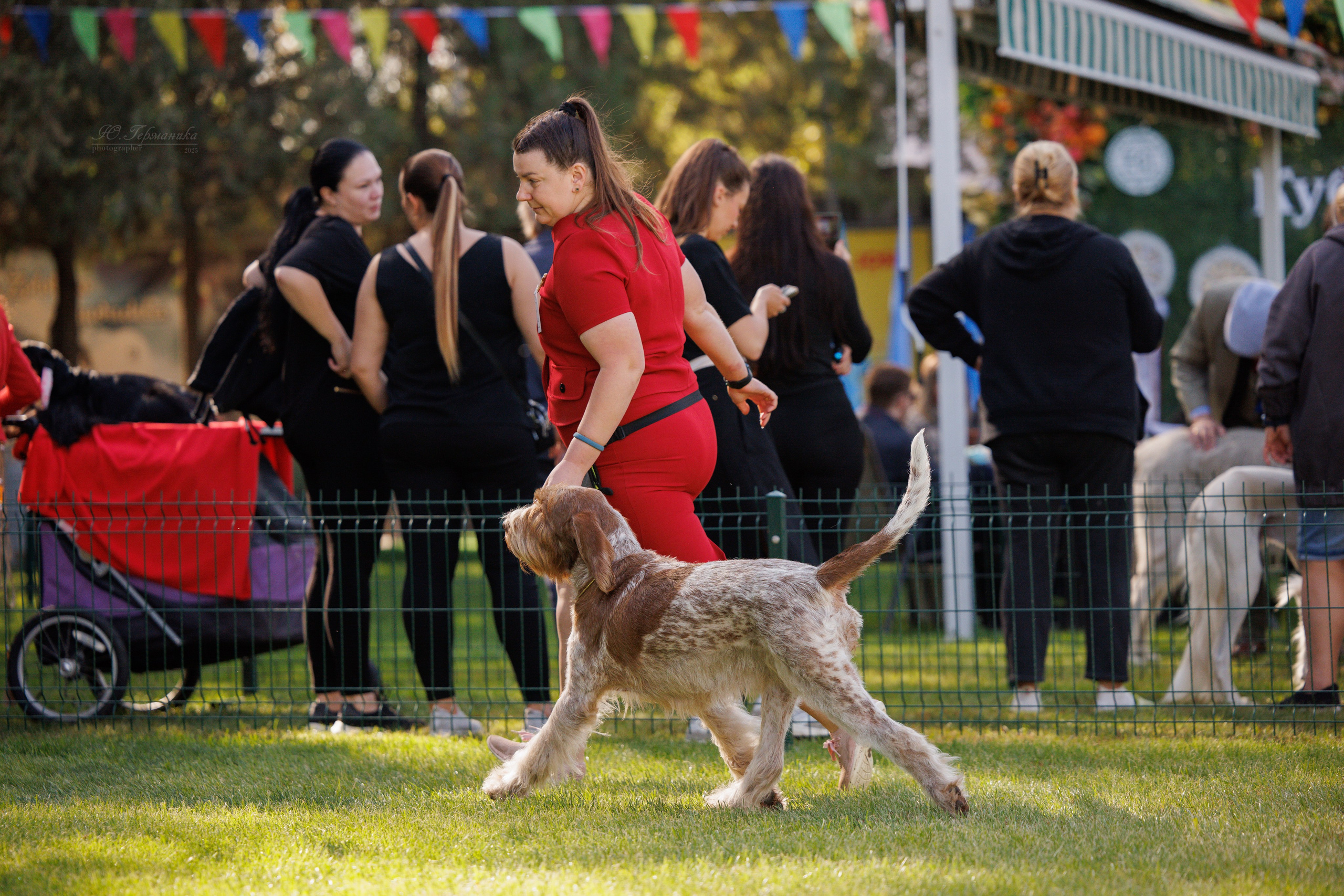 Бишкек 3х CACIB 26-28.09.2025. Фотограф-анималист Юлия Германика