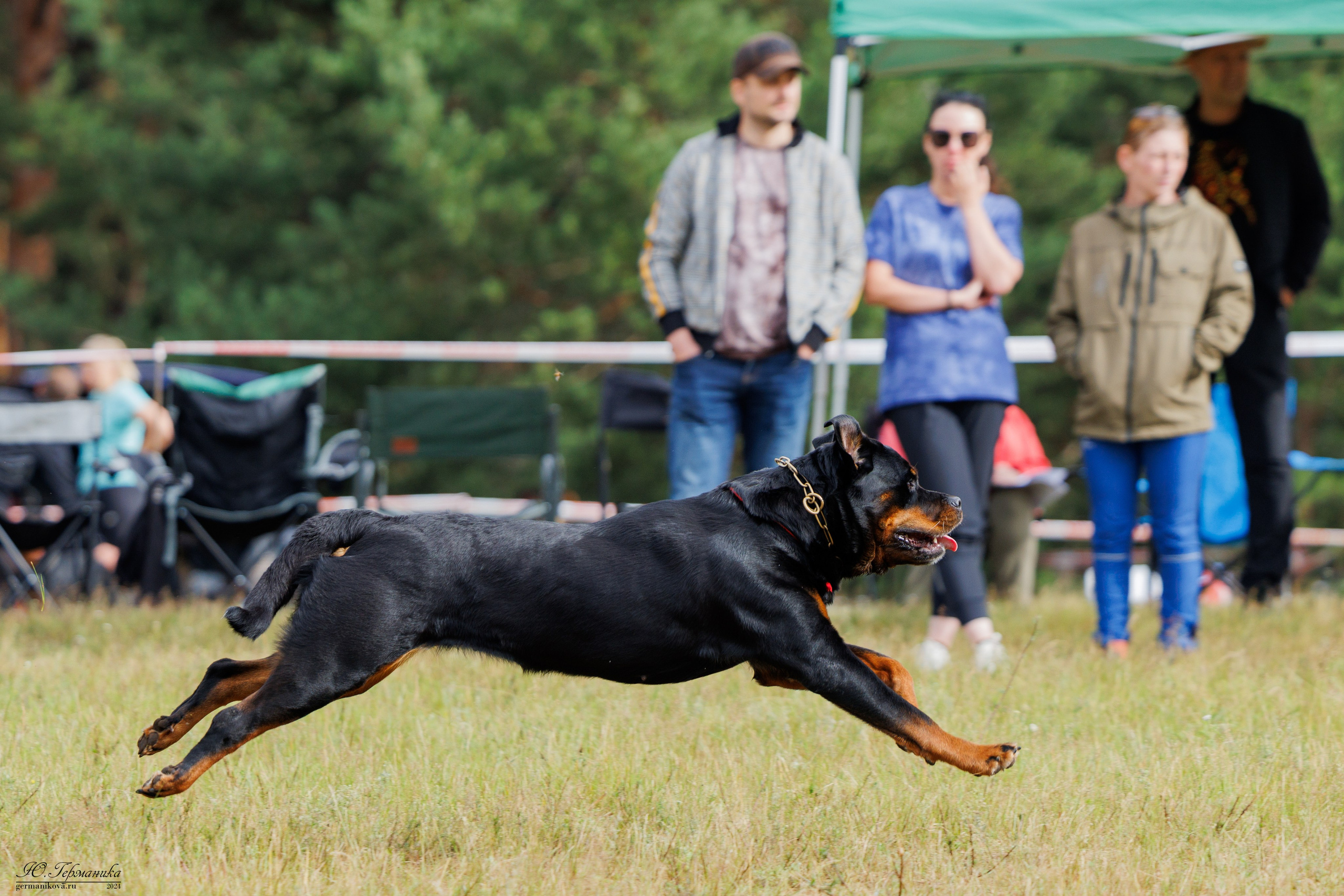 ПК и КЧК ротвейлеры Тверь 6-7.07.2024. Фотограф-анималист Юлия Германика