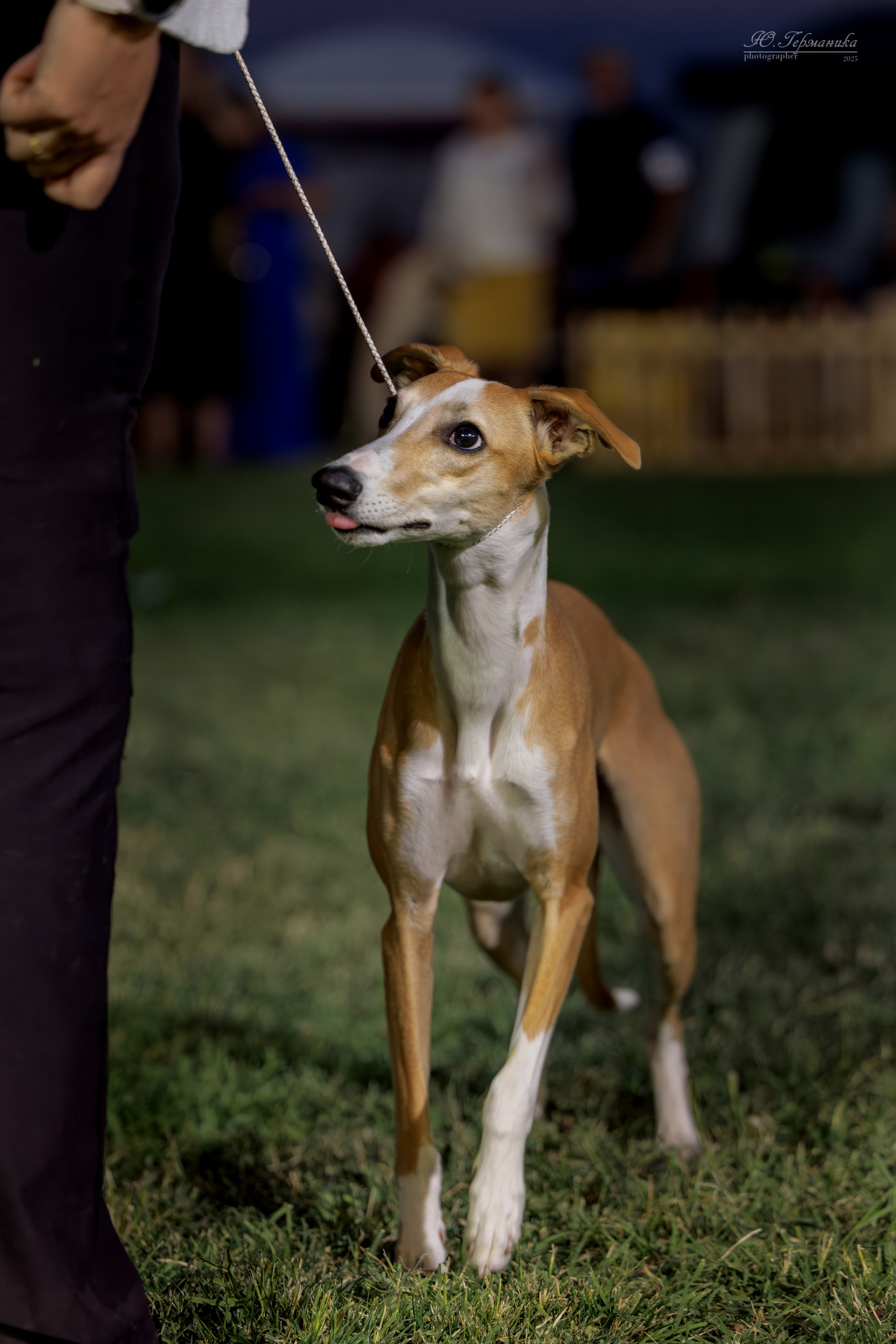 Ереван 3хCACIB 23-25.06.2025. Фотограф-анималист Юлия Германика