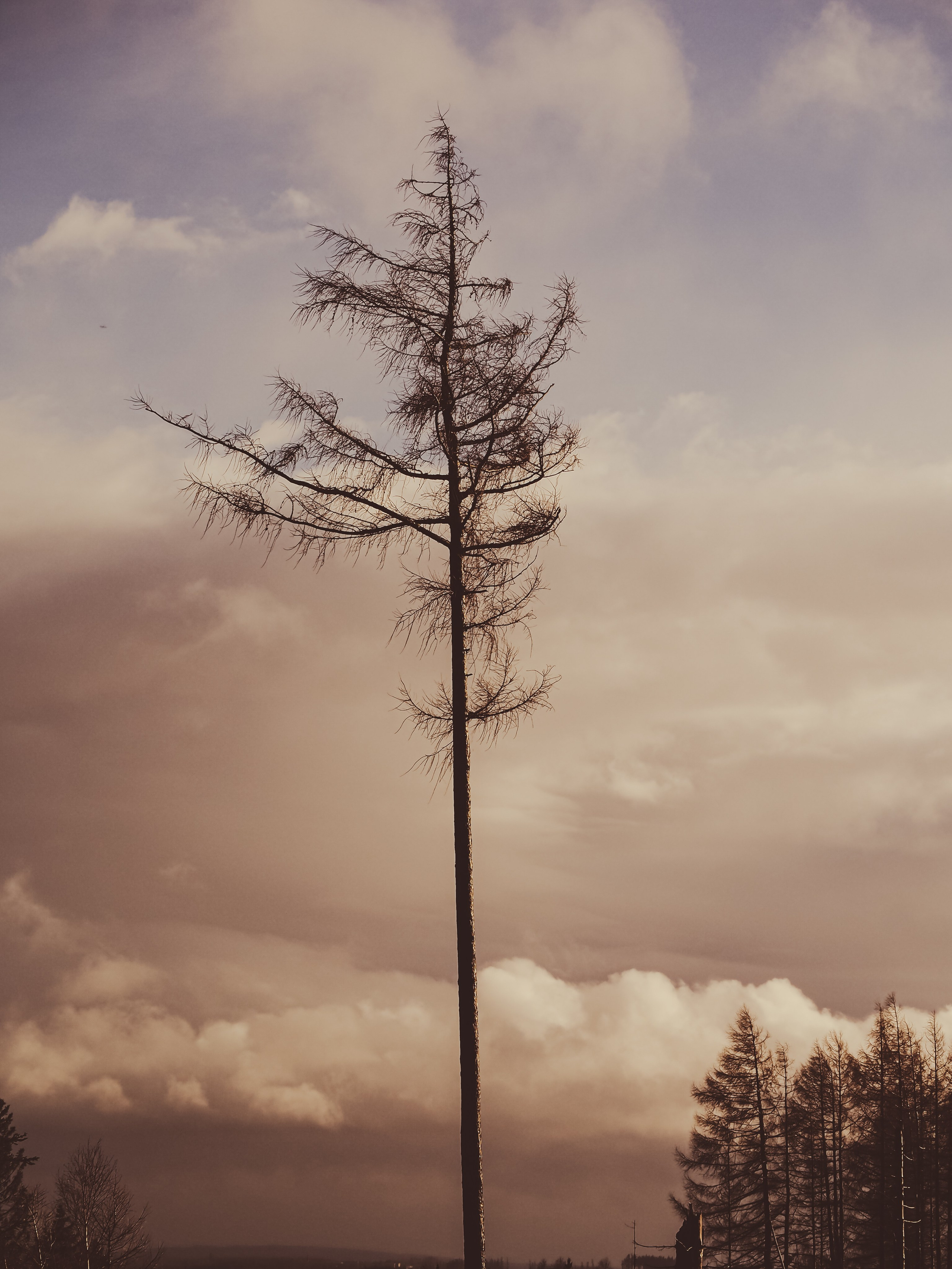 Харц. Германия. Репортажный фотограф в Берлине Александра Герман
