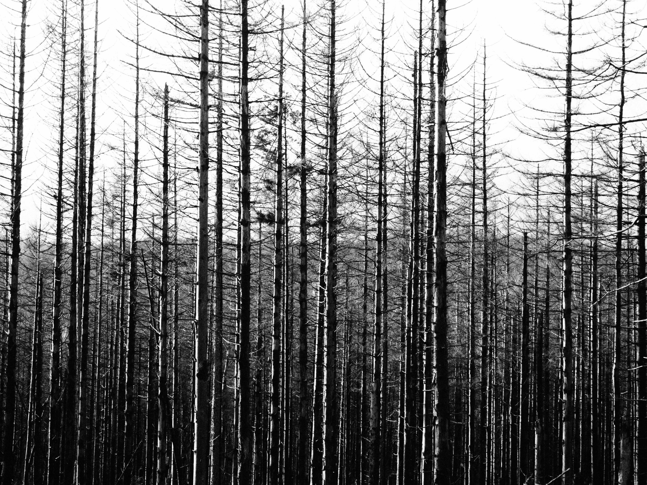 Таинственный лес. Репортажный фотограф в Берлине Александра Герман