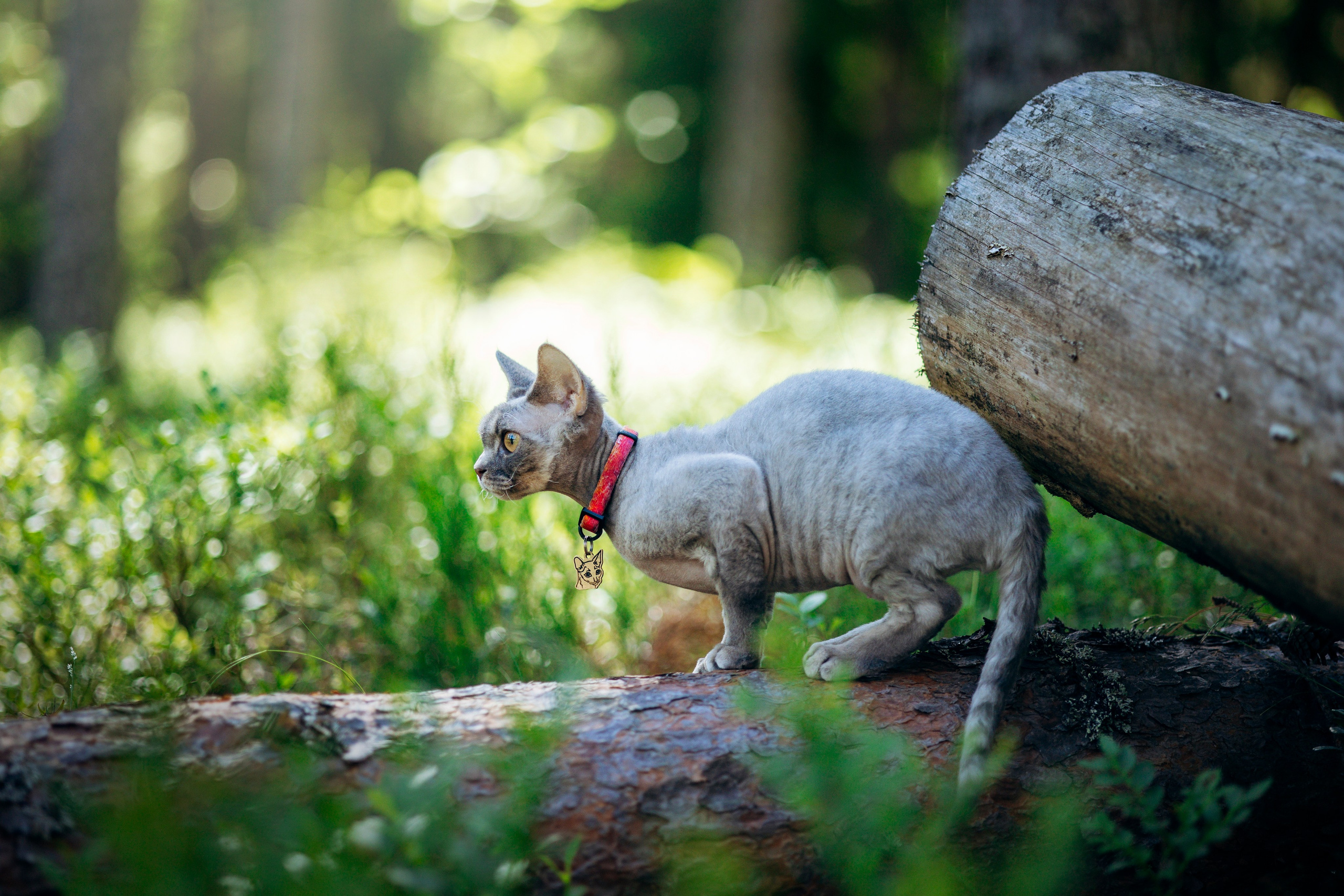 Котофеи и их семья. Фотограф — Анималист | Санкт-Петербург