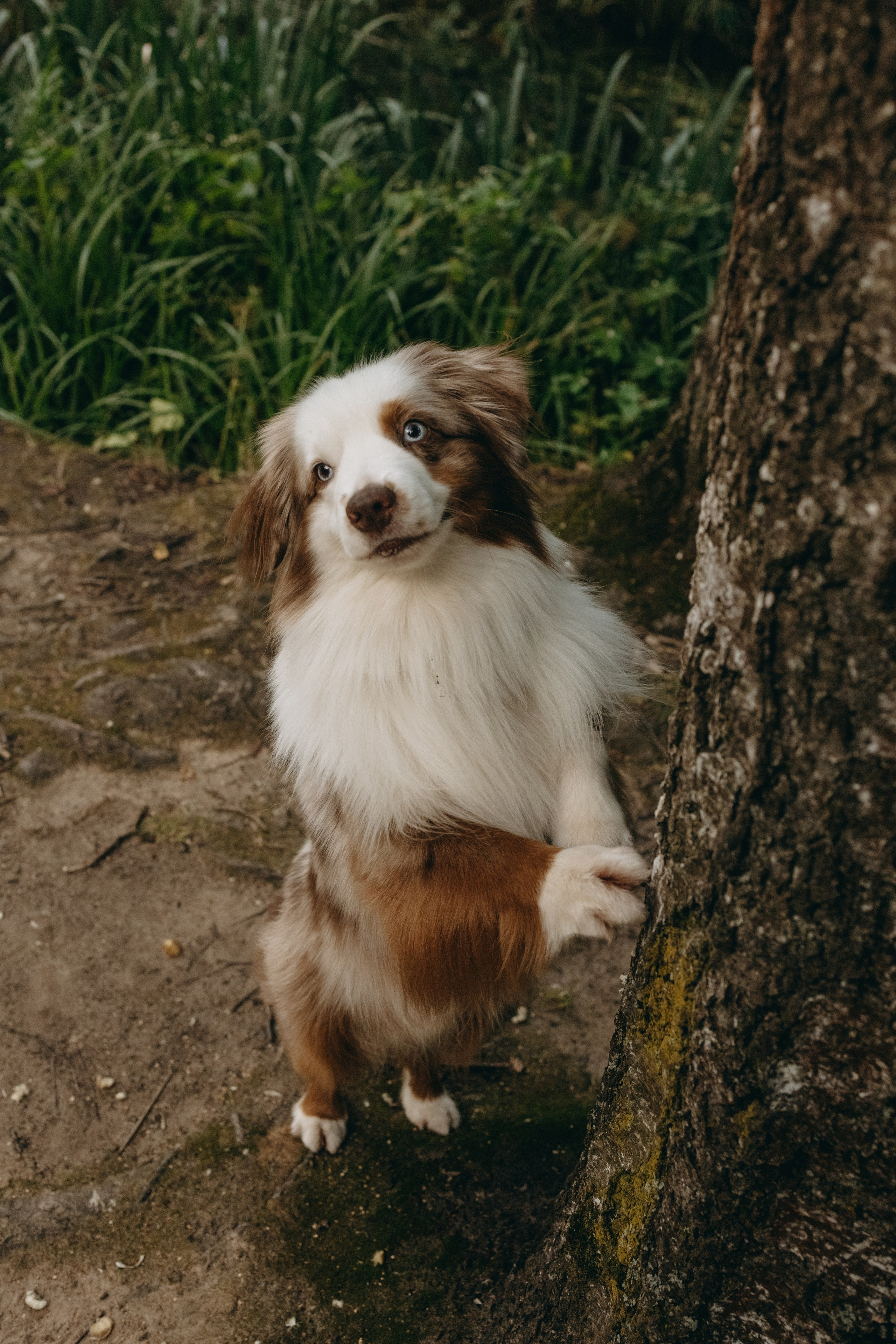Маша и Эклер. Фотограф — Анималист | Санкт-Петербург
