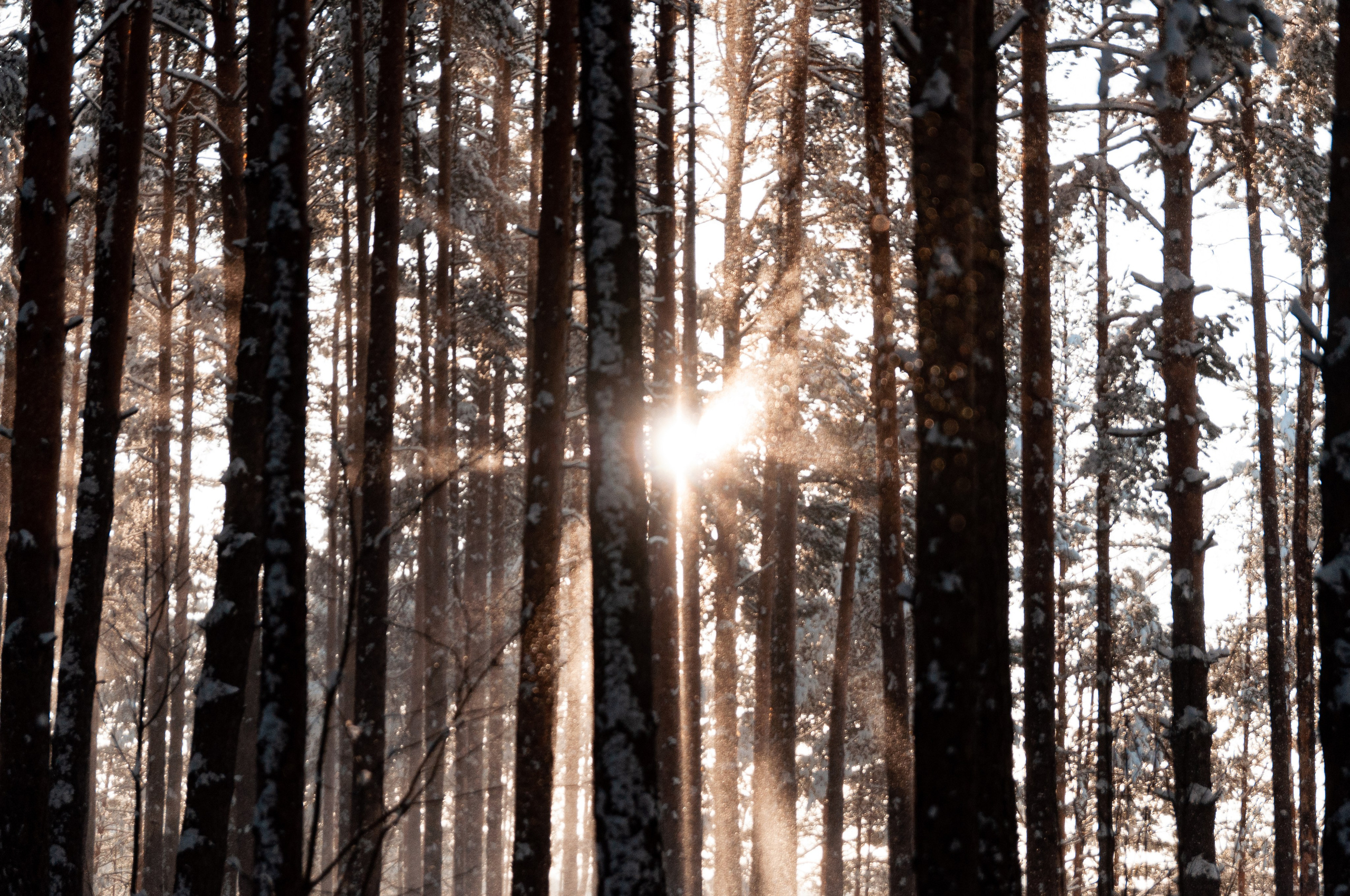 КСЮША+ВАЛЕРА+АВРОРА+РОБЕРТ. Фотограф в Ярославле Грибанова Ирина