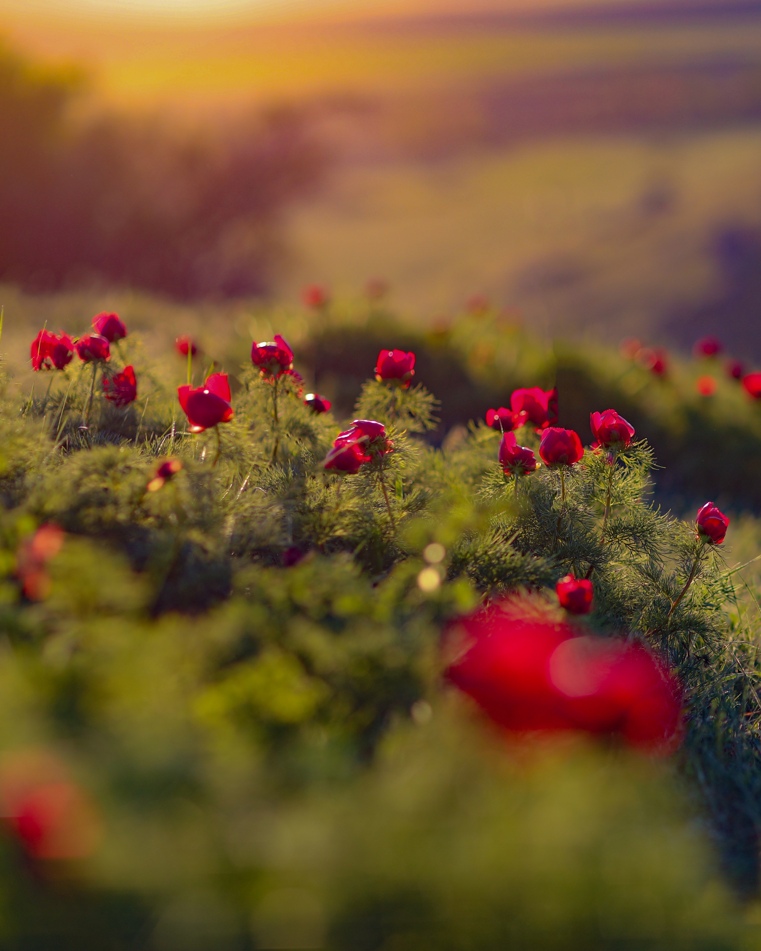 ПИОНЫ. Фотограф Севастополь/Крым Светлана Евтушенко