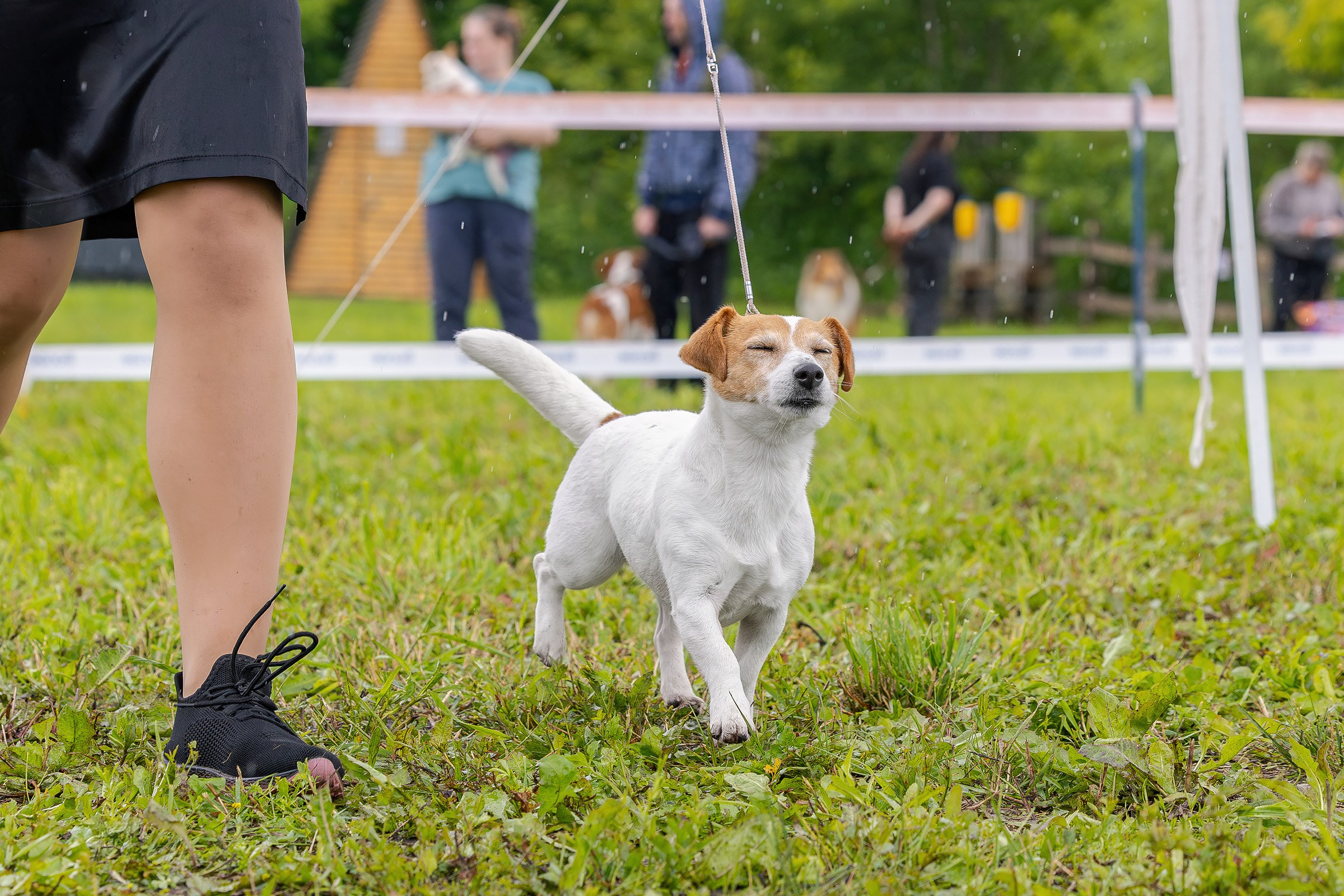 28 июня 2025, Выставка РКФ, г. Кунгур. Htykk_photo