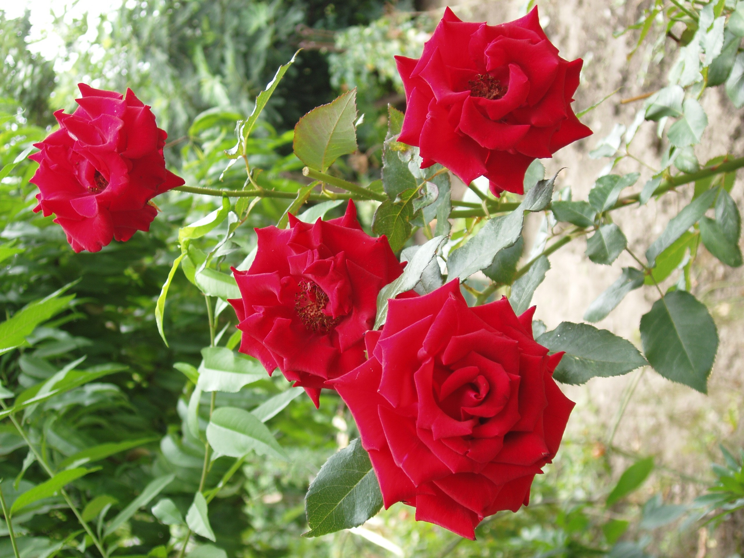 Отпуск 20.07-17.08. Семейный, Свадебный фотограф СПБ Питер— Романова Екатерина