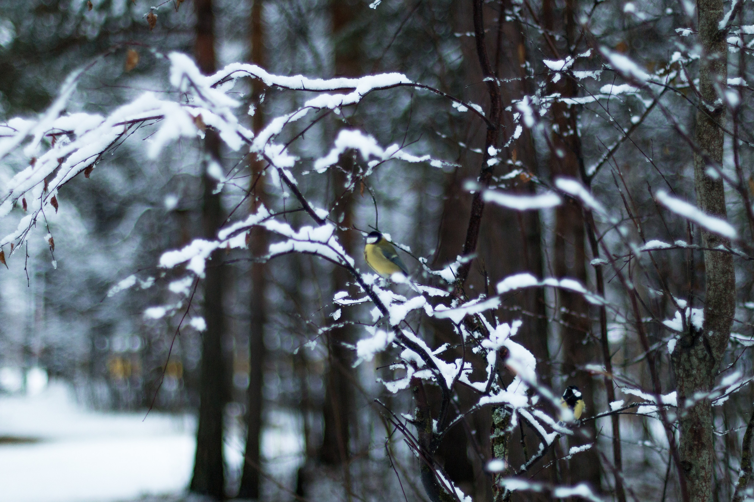 Русский север, Белое море, Архангельск. Фотограф в Сочи