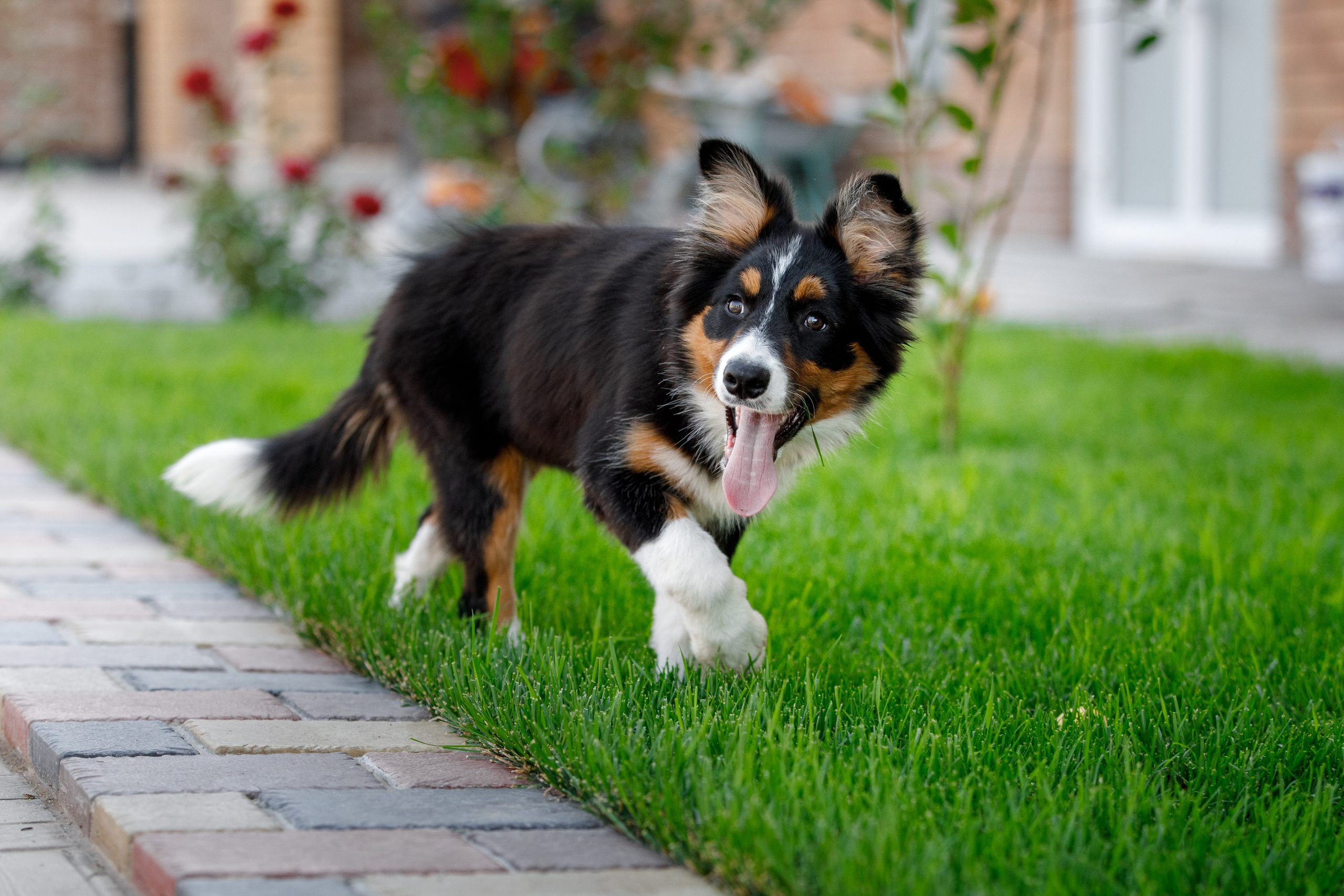 Смешарики. О нас